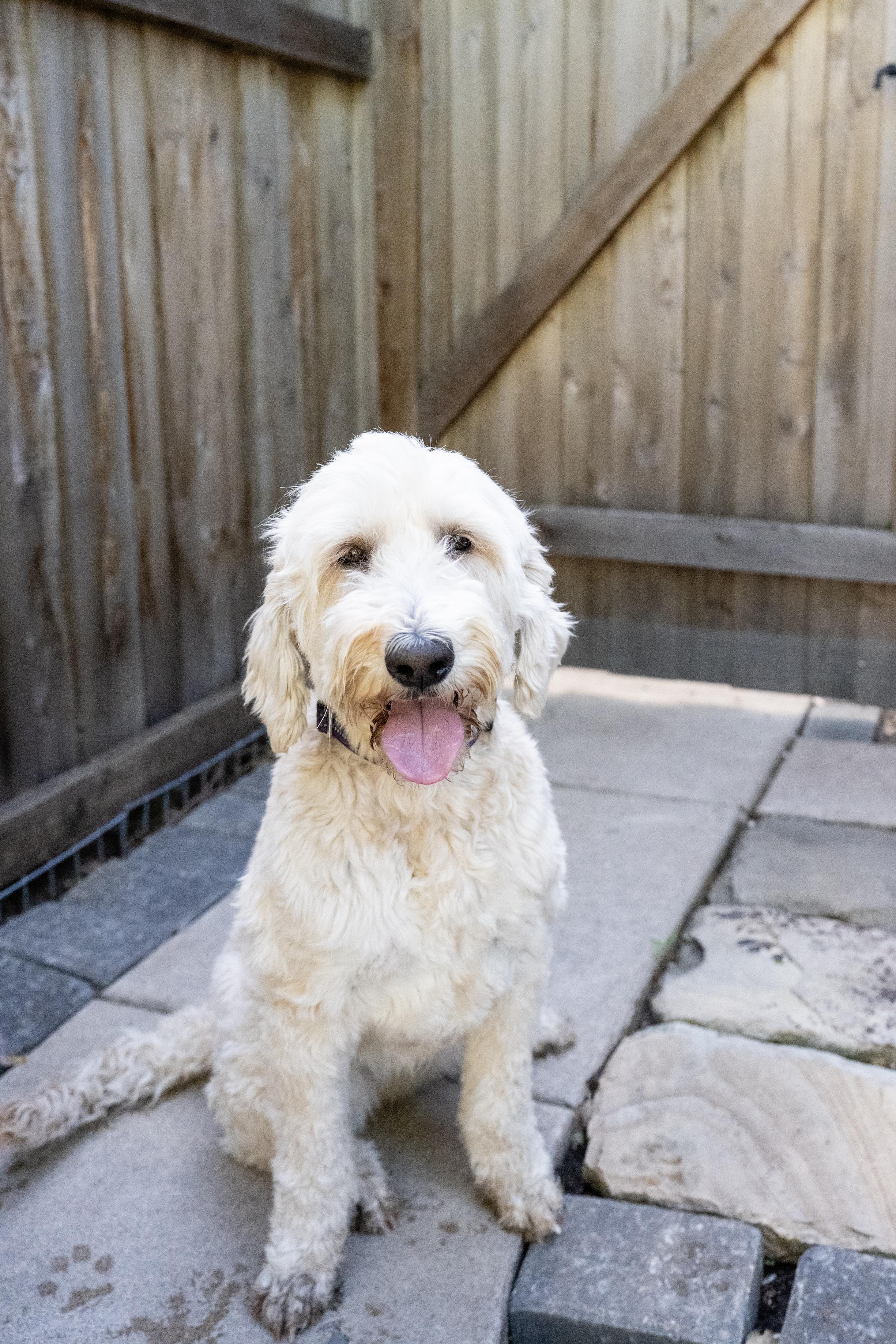 Enlarge Sunflower, a ADOPTABLE Sheepadoodle in Blaine, MN image 5/5