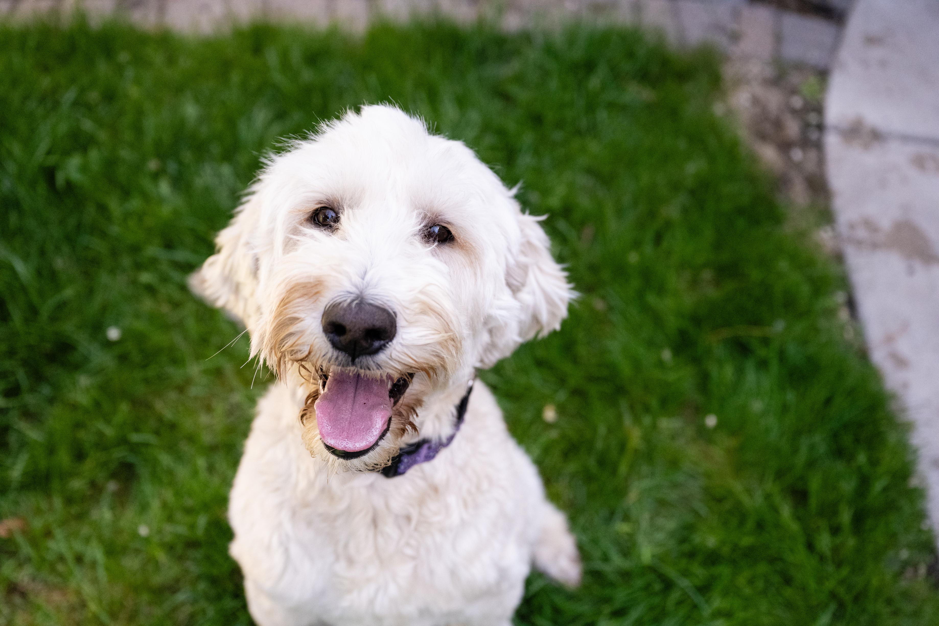 Enlarge Sunflower, a ADOPTABLE Sheepadoodle in Blaine, MN image 4/5