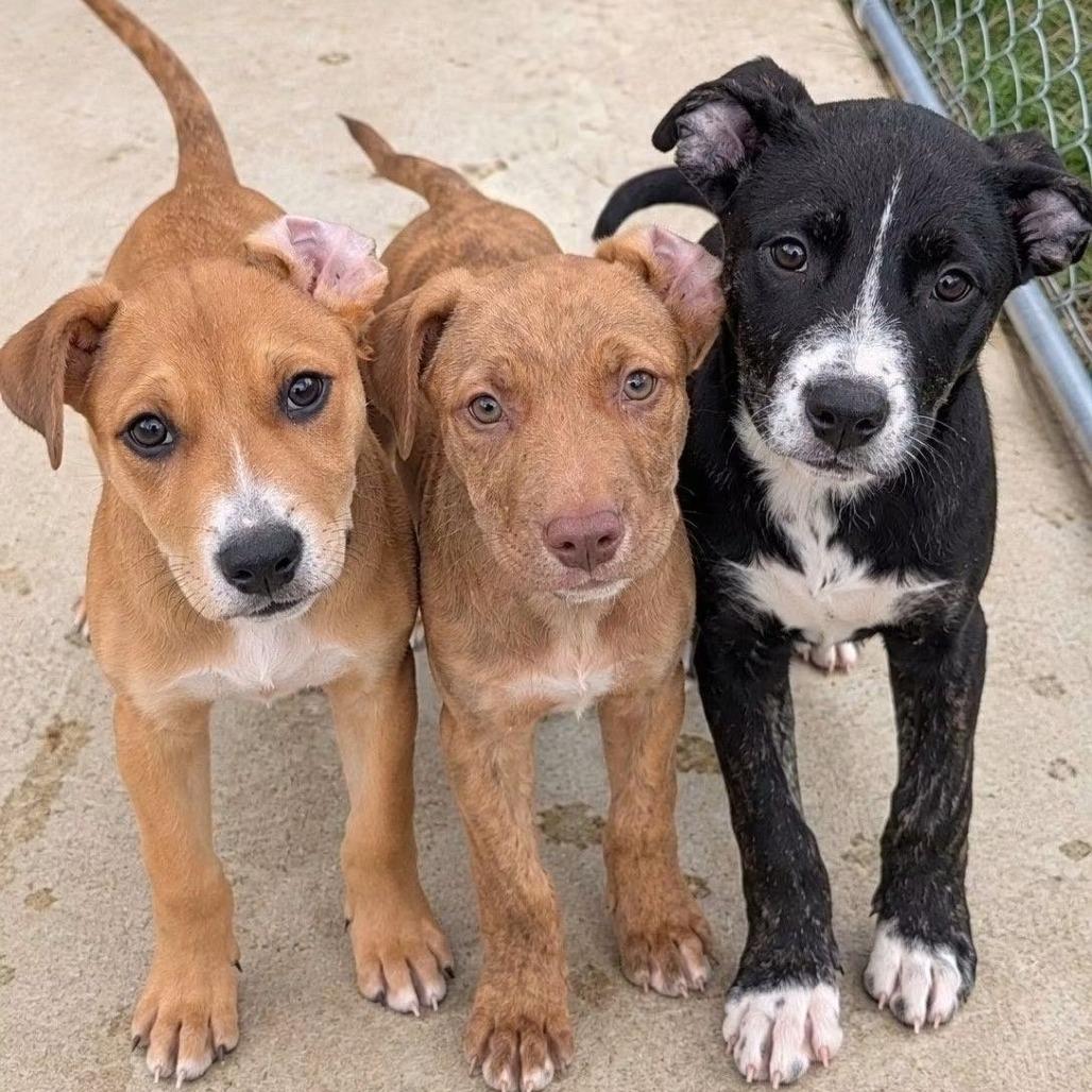 Cross, Adoptable, Puppy Male Pit Bull Terrier & Mixed Breed.