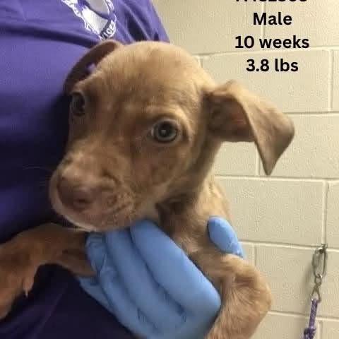 Enlarge Cross, a Adoptable mixed breed in Tomah, WI image 2/3