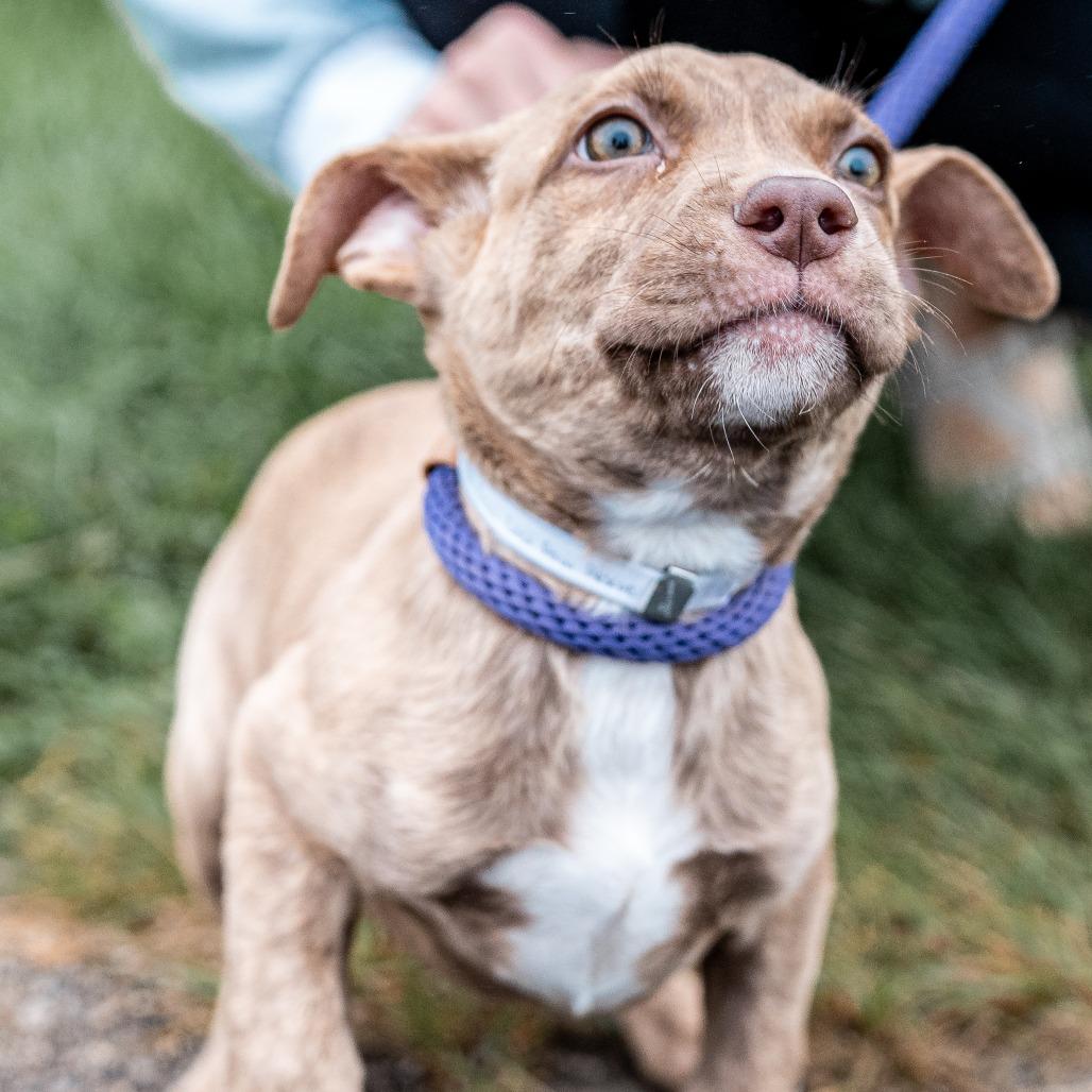 Enlarge Cross, a Adoptable mixed breed in Tomah, WI image 3/3