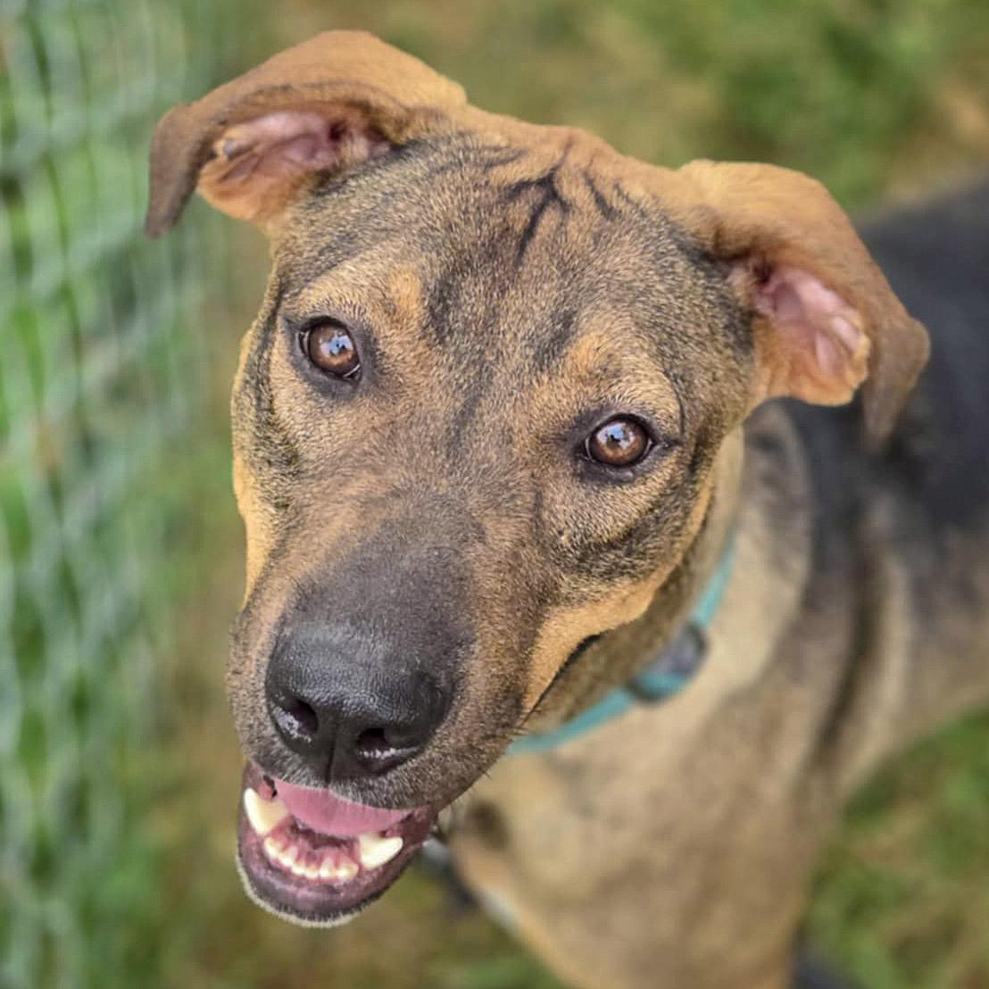 Jamie, an adoptable Vizsla, German Shepherd Dog in Huntley, IL, 60142 | Photo Image 1
