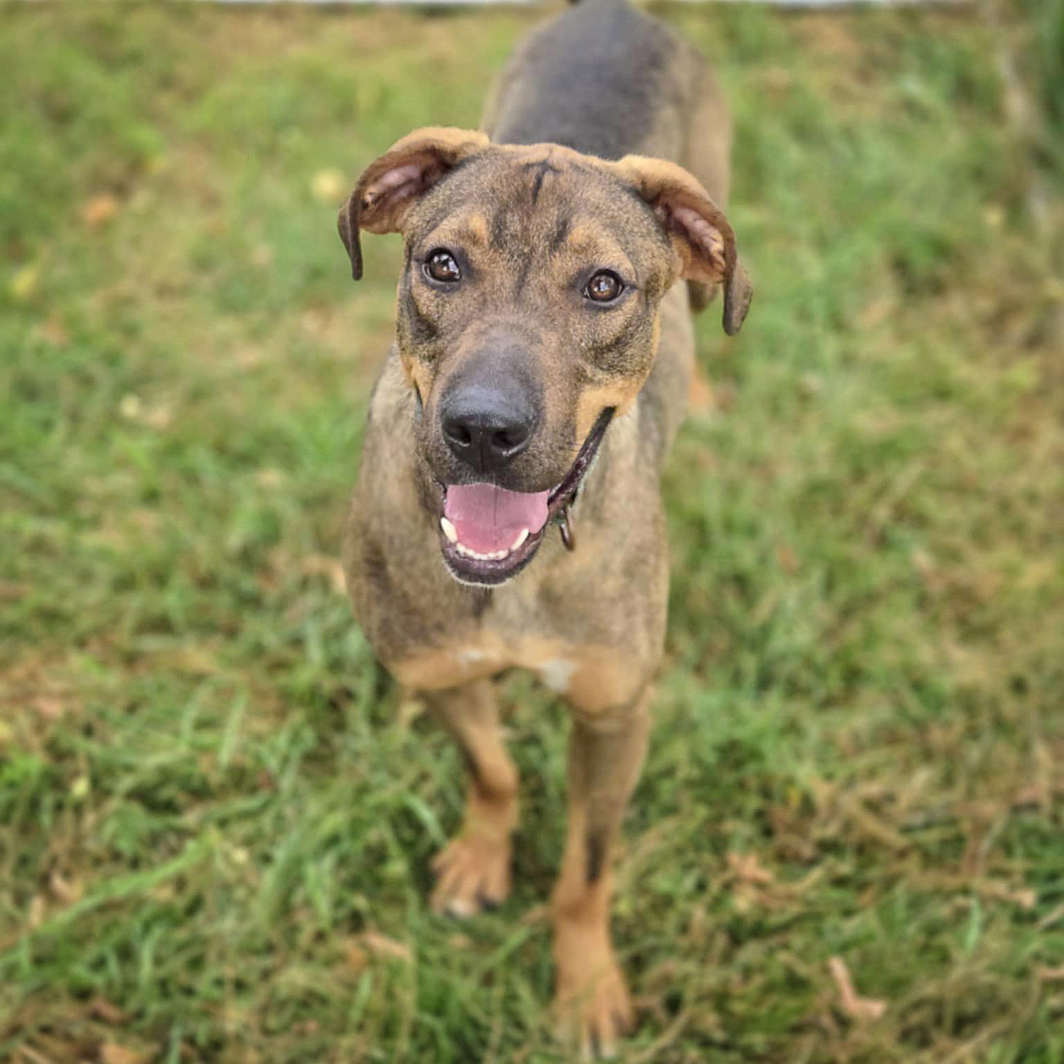 Jamie, an adoptable Vizsla, German Shepherd Dog in Huntley, IL, 60142 | Photo Image 4