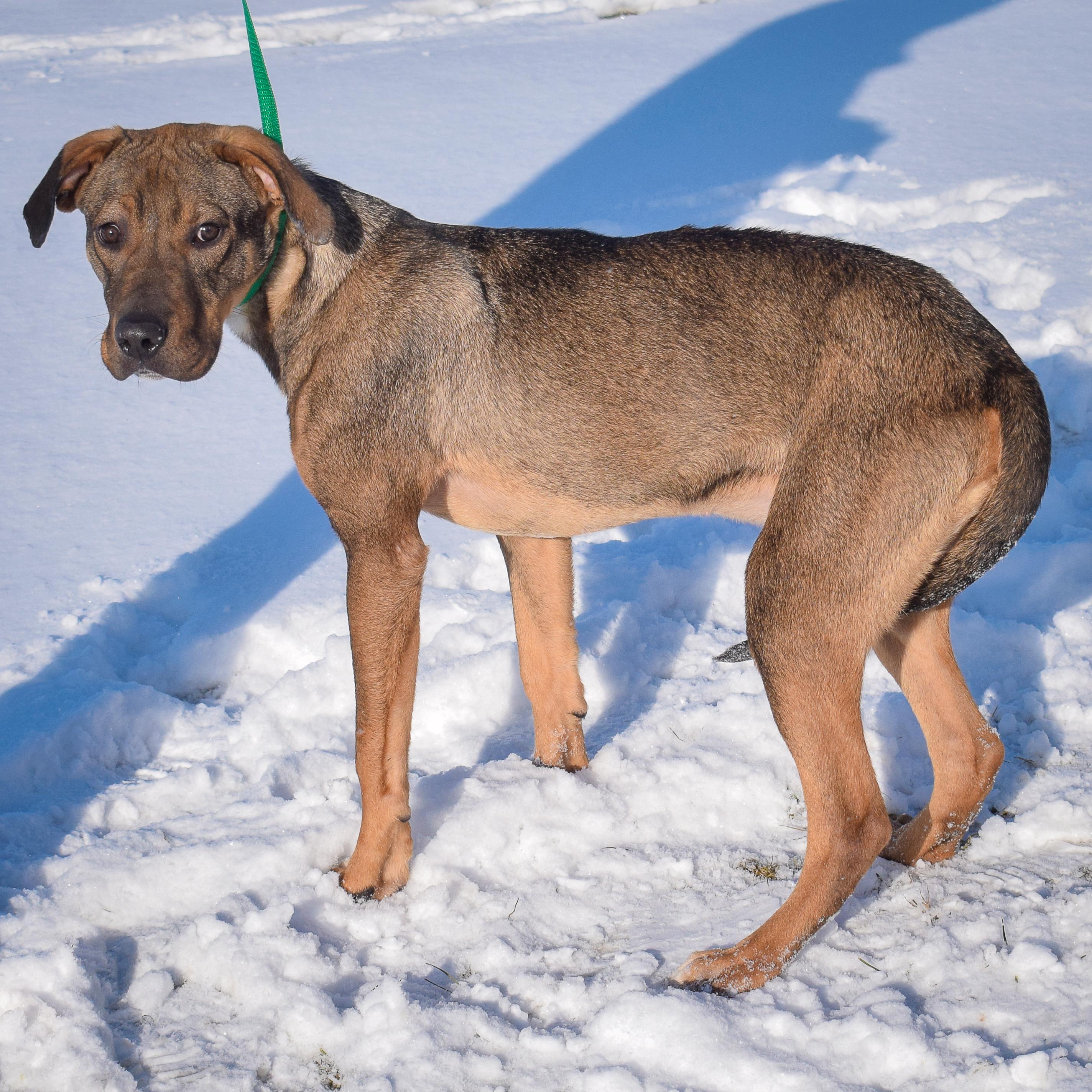 Jamie, an adoptable Vizsla, German Shepherd Dog in Huntley, IL, 60142 | Photo Image 5