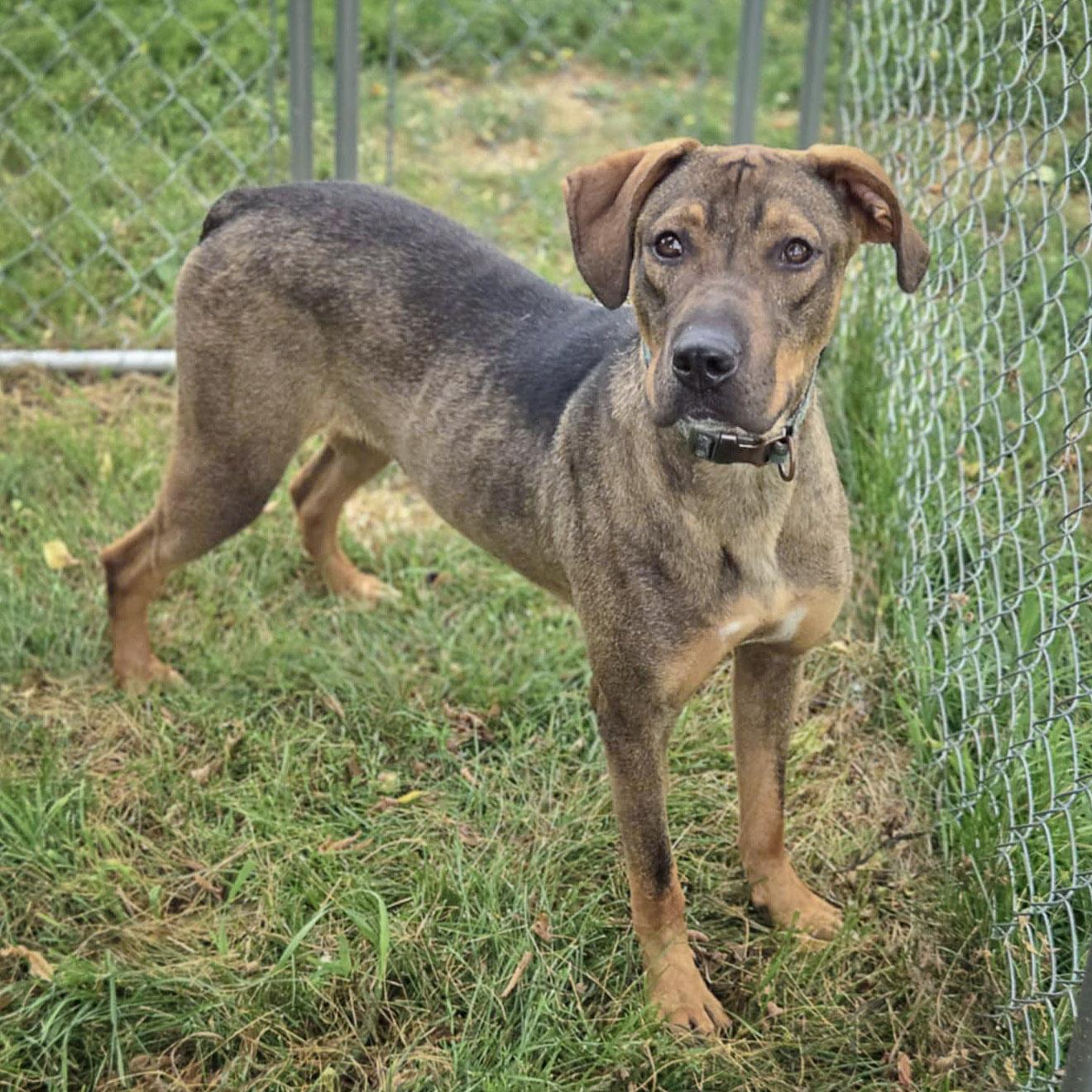 Jamie, an adoptable Vizsla, German Shepherd Dog in Huntley, IL, 60142 | Photo Image 2