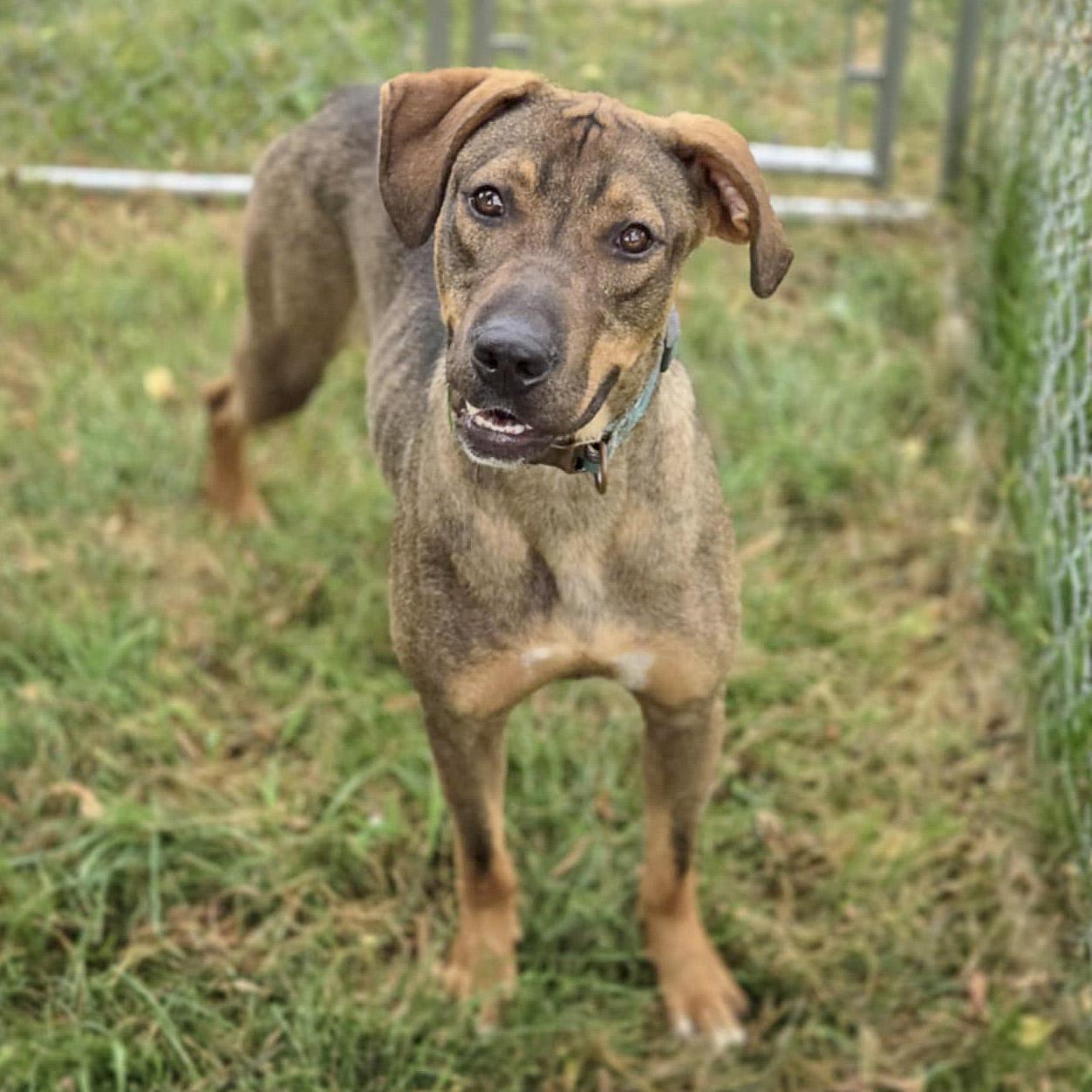 Jamie, an adoptable Vizsla, German Shepherd Dog in Huntley, IL, 60142 | Photo Image 3