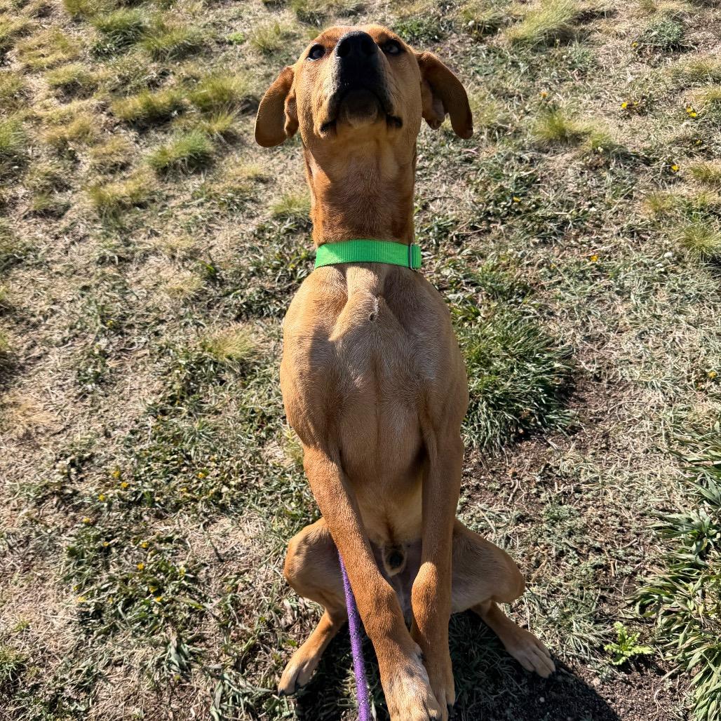 Kyro, a Adoptable Mixed Breed in Cheyenne, WY image 1/4