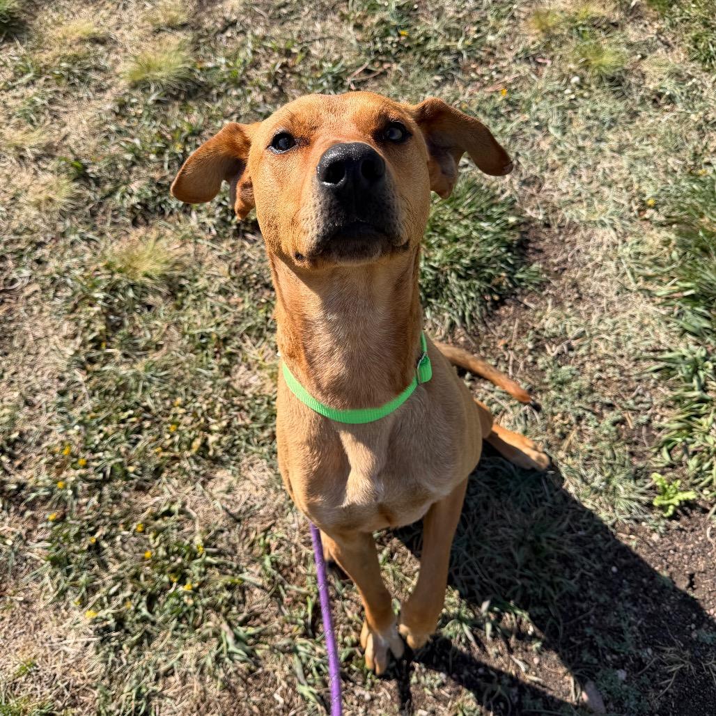 Kyro, a Adoptable Mixed Breed in Cheyenne, WY image 2/4