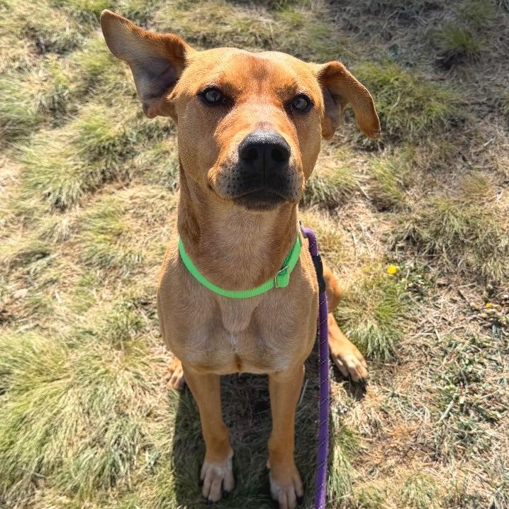 Kyro, a Adoptable Mixed Breed in Cheyenne, WY image 3/4