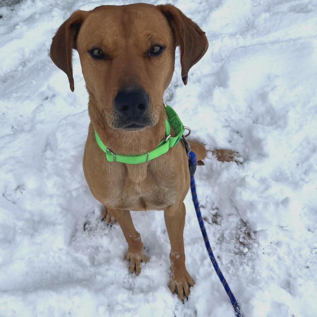 Kyro, a Adoptable Mixed Breed in Cheyenne, WY image 4/4