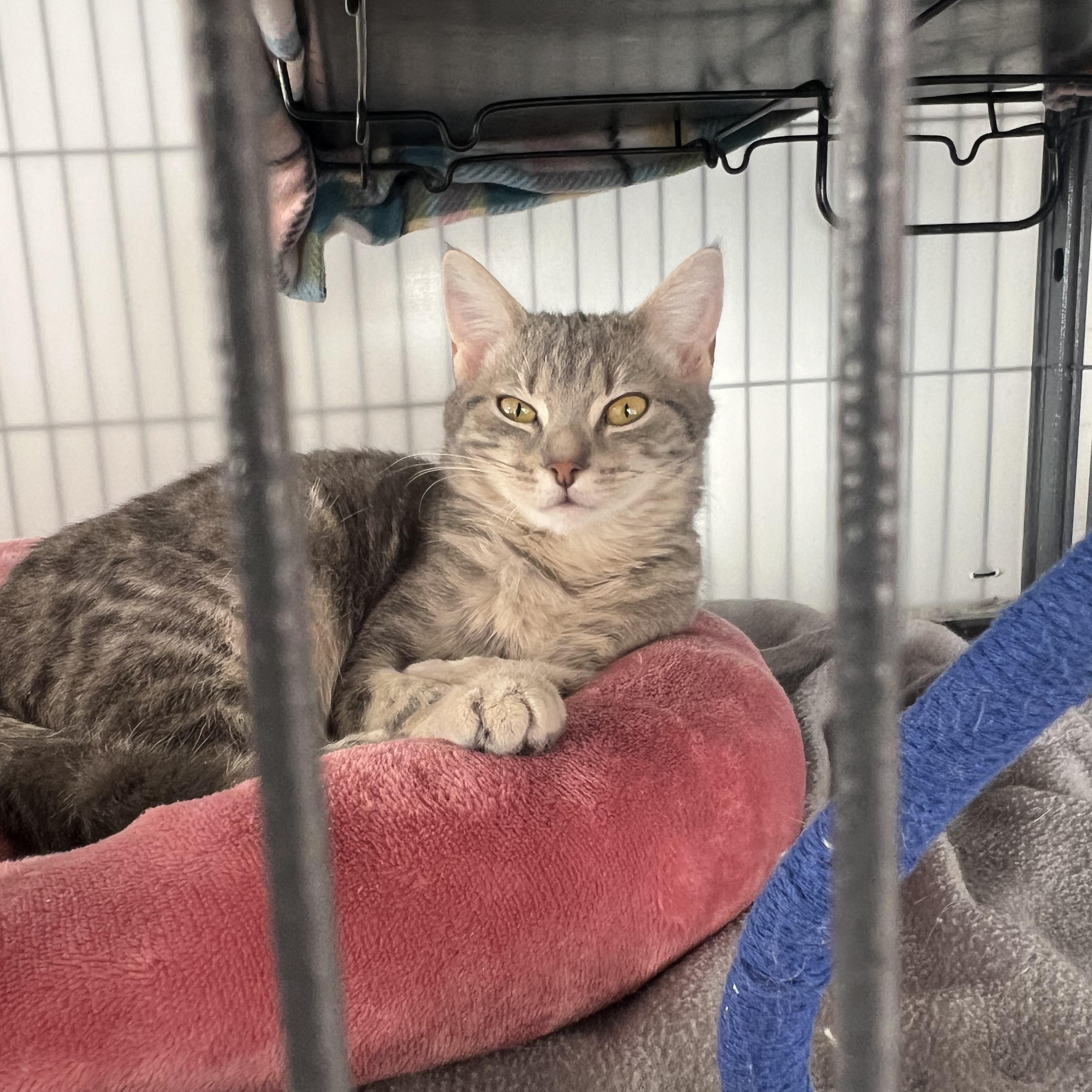 Enlarge Sparrow, a ADOPTABLE Tabby in Altoona, PA image 2/2