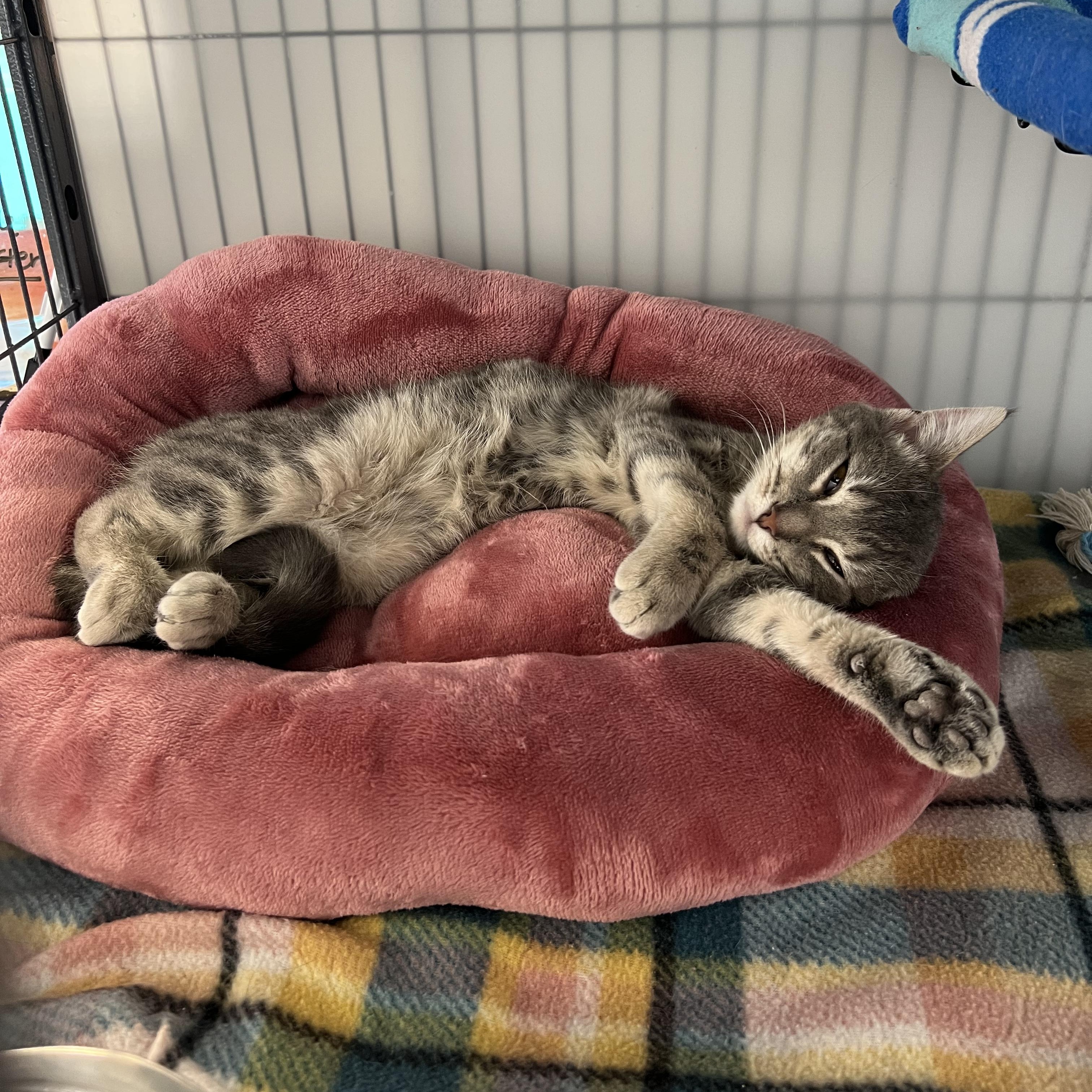 Sparrow, ADOPTABLE, Young Female Tabby.