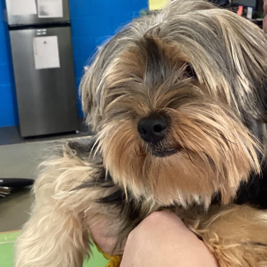 Augie, Adoptable, Adult Male Yorkshire Terrier.