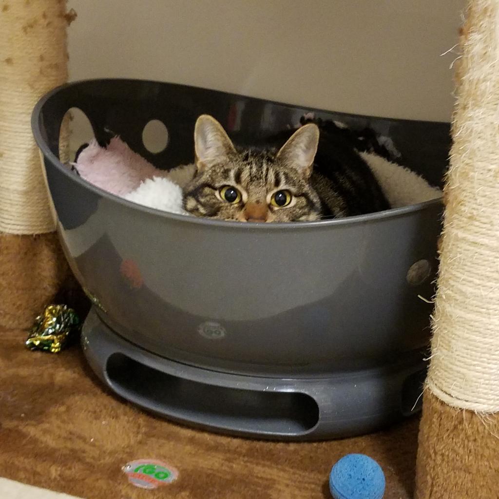 Enlarge Hesper, a Adoptable Domestic Short Hair in Frederick, MD image 2/4