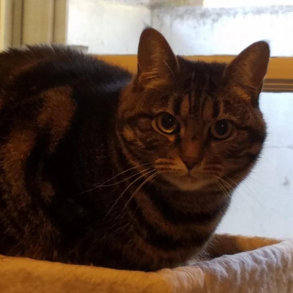 Enlarge Hesper, a Adoptable Domestic Short Hair in Frederick, MD image 3/4