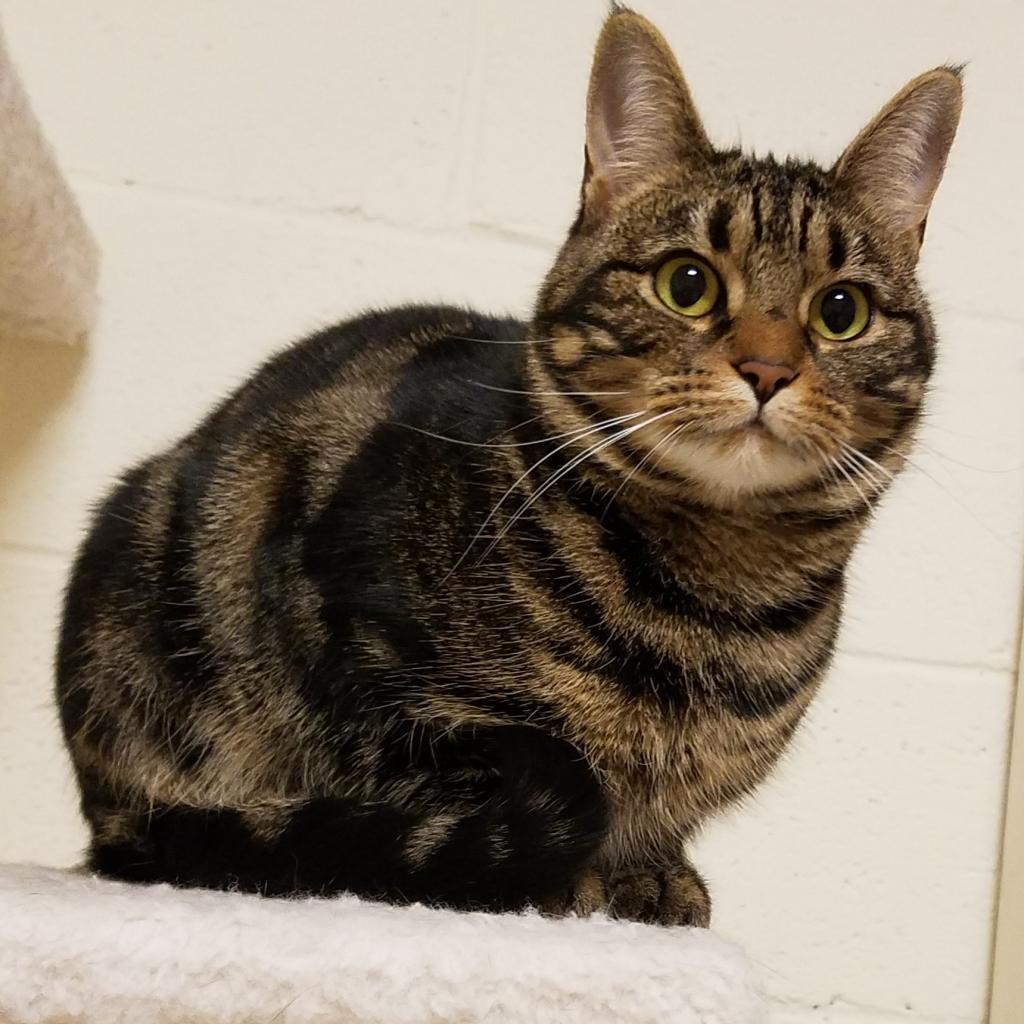 Enlarge Hesper, a Adoptable Domestic Short Hair in Frederick, MD image 4/4