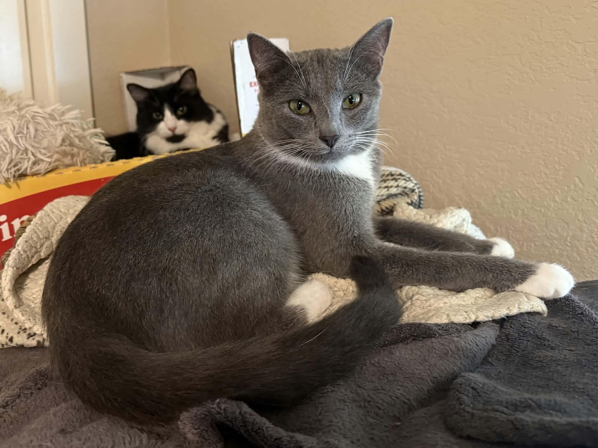 Ash, Adoptable, Young Female Tuxedo & Domestic Short Hair.