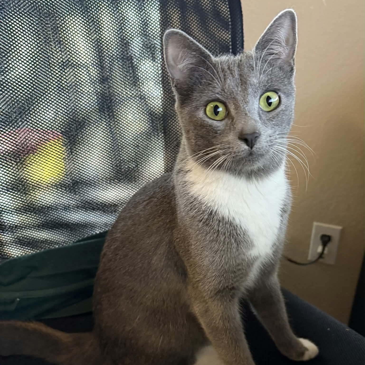 Ash, a Adoptable mixed breed in Gladstone, OR image 6/6