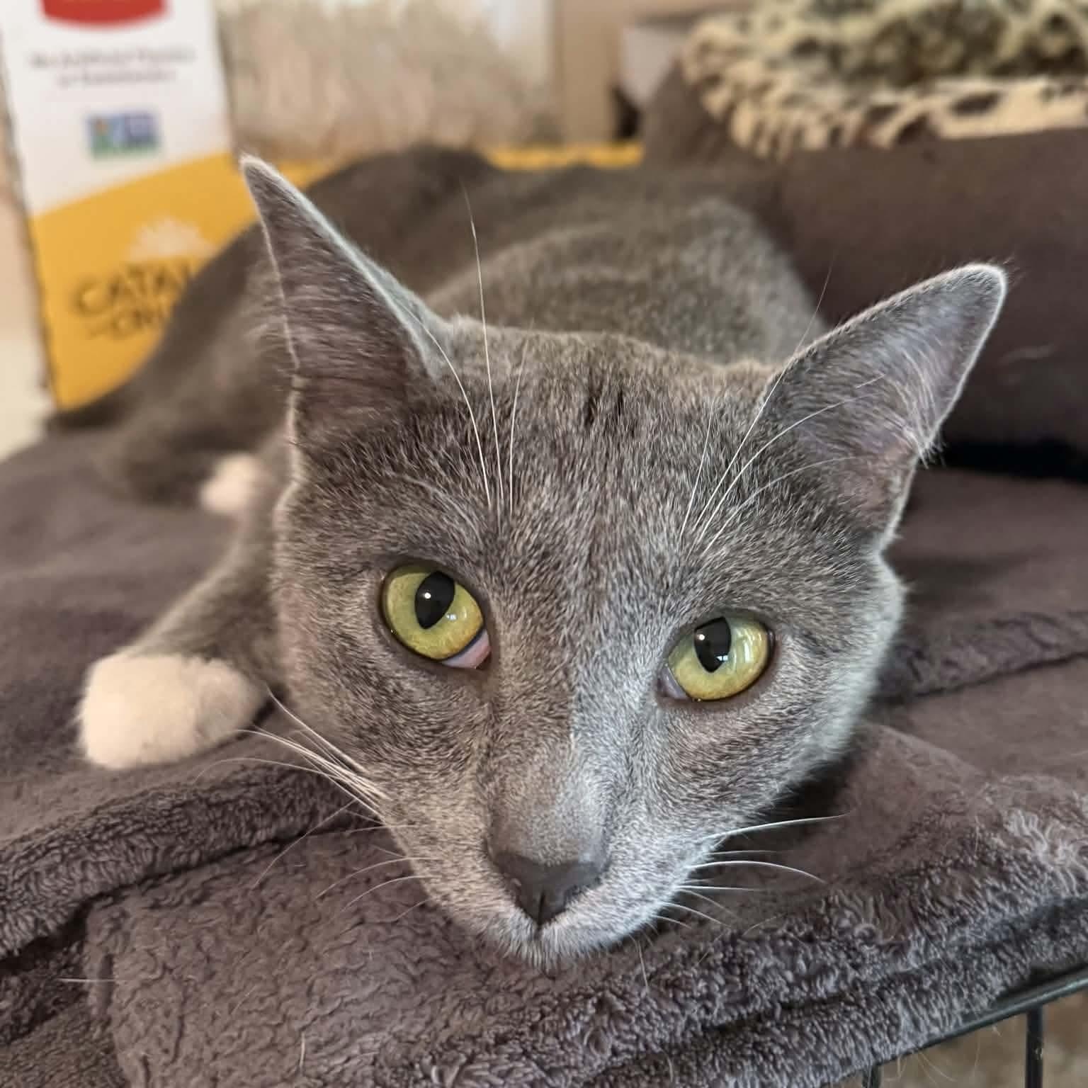 Ash, a Adoptable mixed breed in Gladstone, OR image 5/6