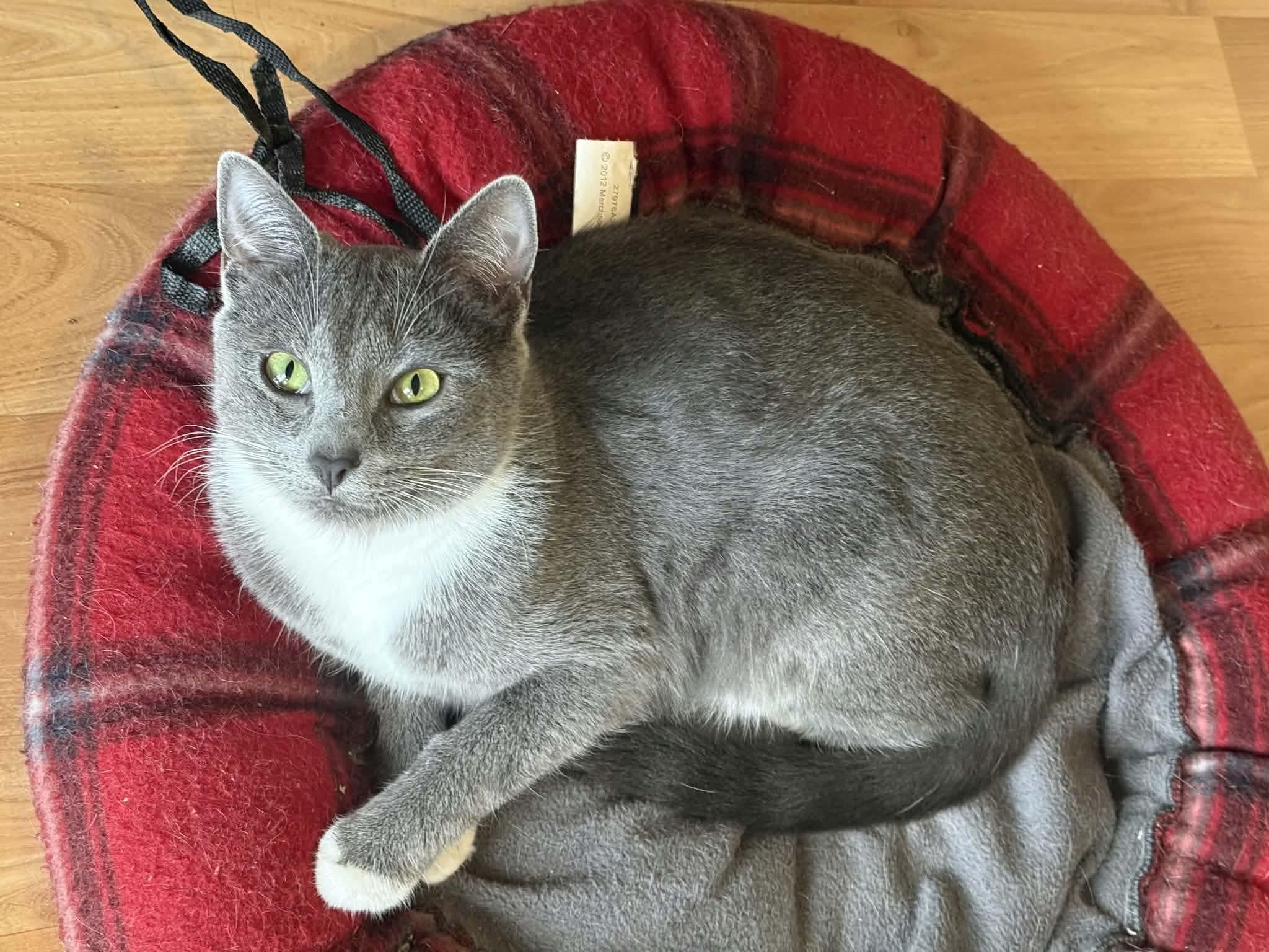 Ash, a Adoptable mixed breed in Gladstone, OR image 2/6