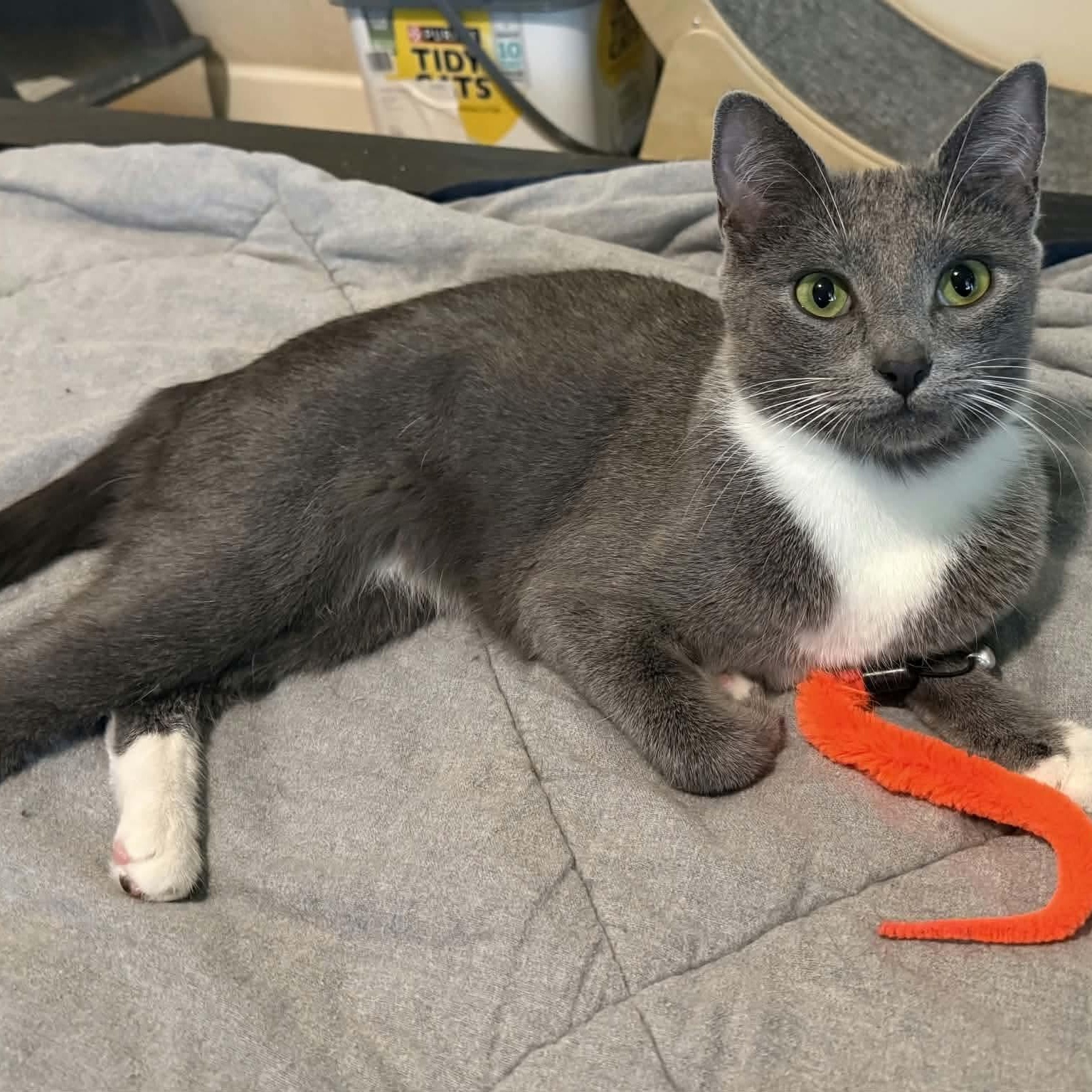 Ash, a Adoptable mixed breed in Gladstone, OR image 3/6