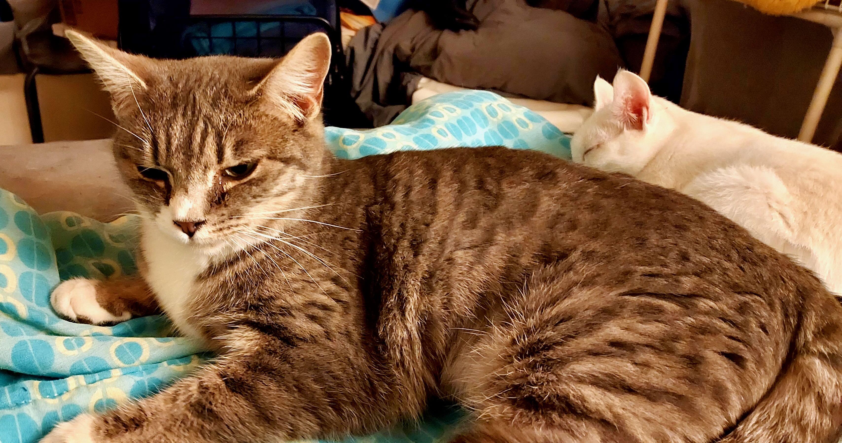 Enlarge Ava, an adopted Tabby in Seattle, WA image 4/6