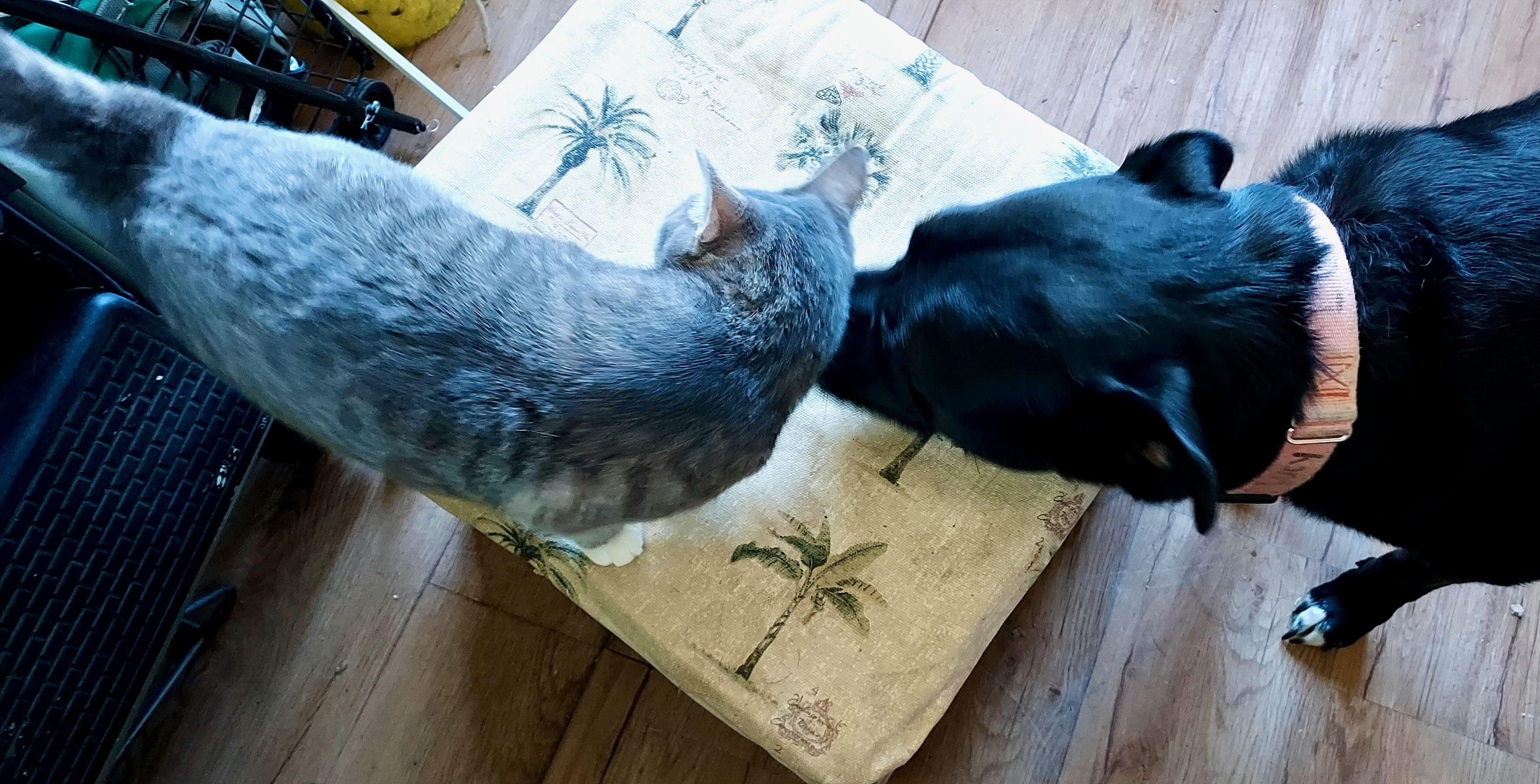 Enlarge Ava, an adopted Tabby in Seattle, WA image 6/6