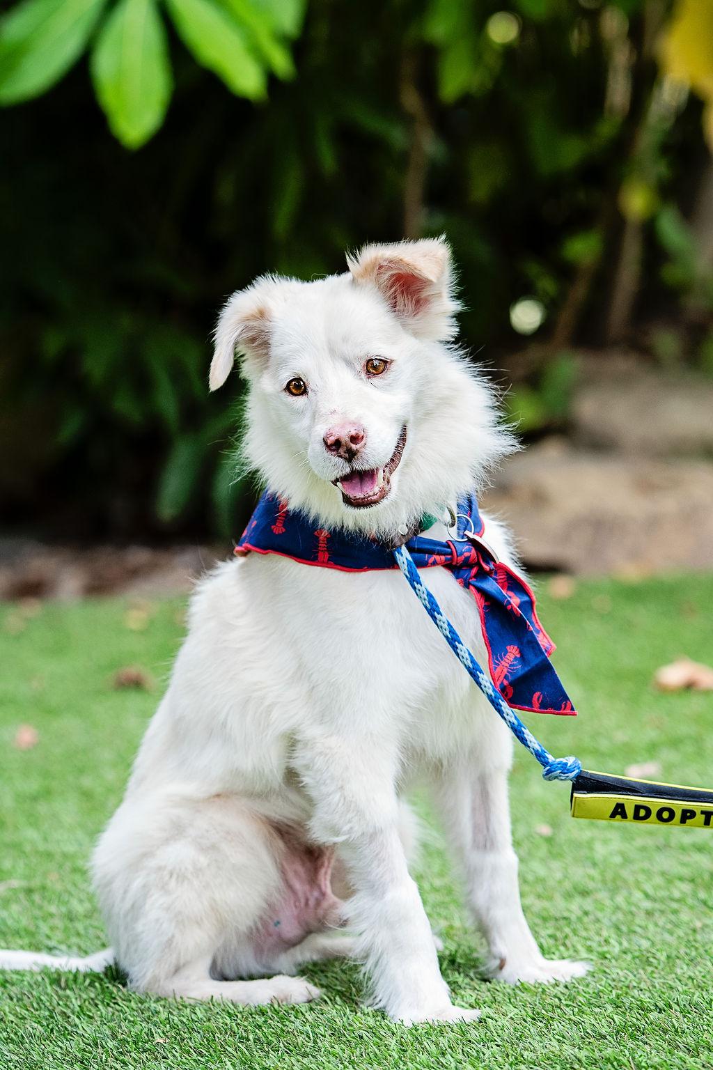 Stroopwafel thumbnail 2