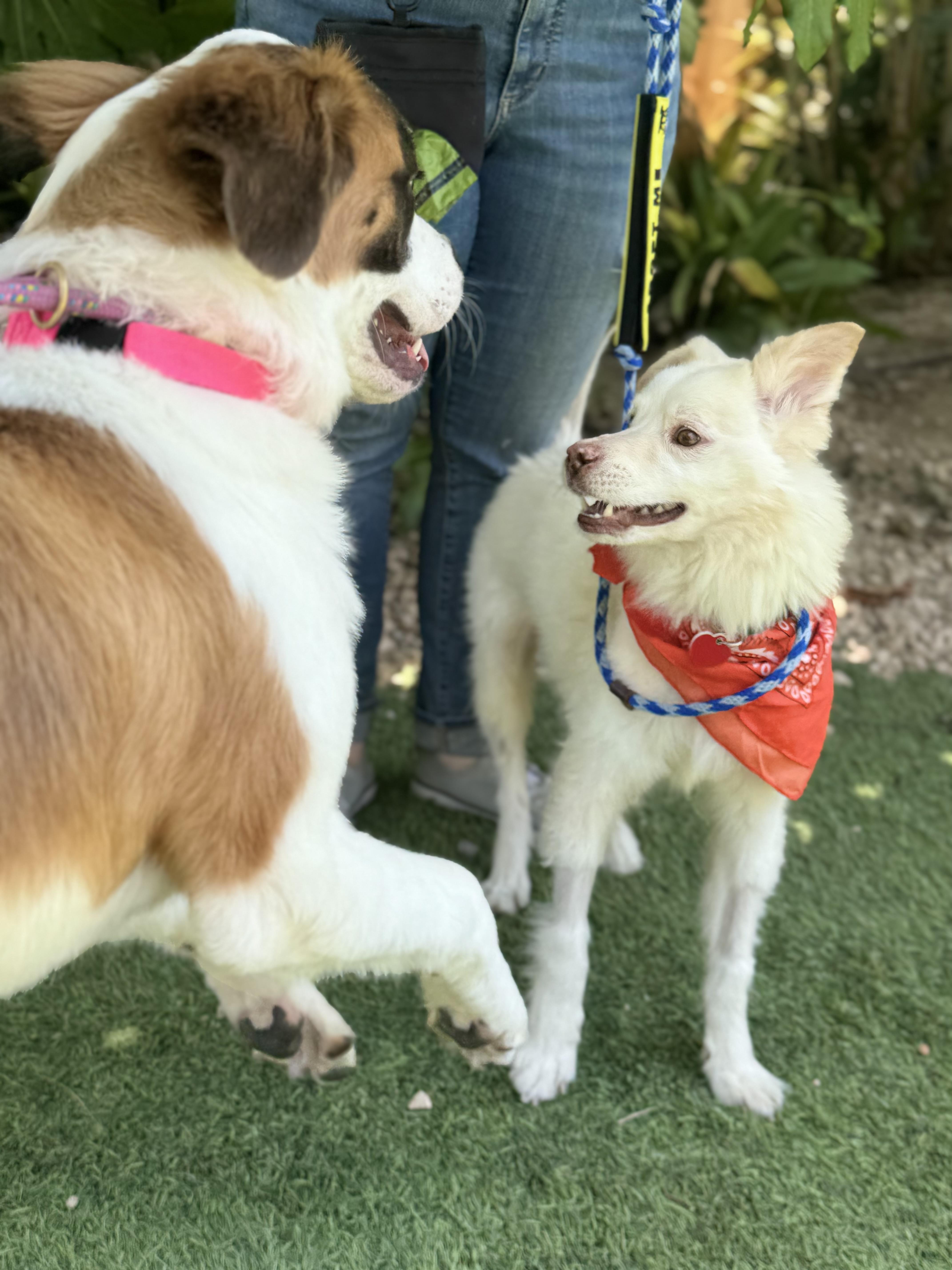 Stroopwafel, an adoptable Australian Shepherd, Pomsky in Los Angeles, CA, 90035 | Photo Image 3