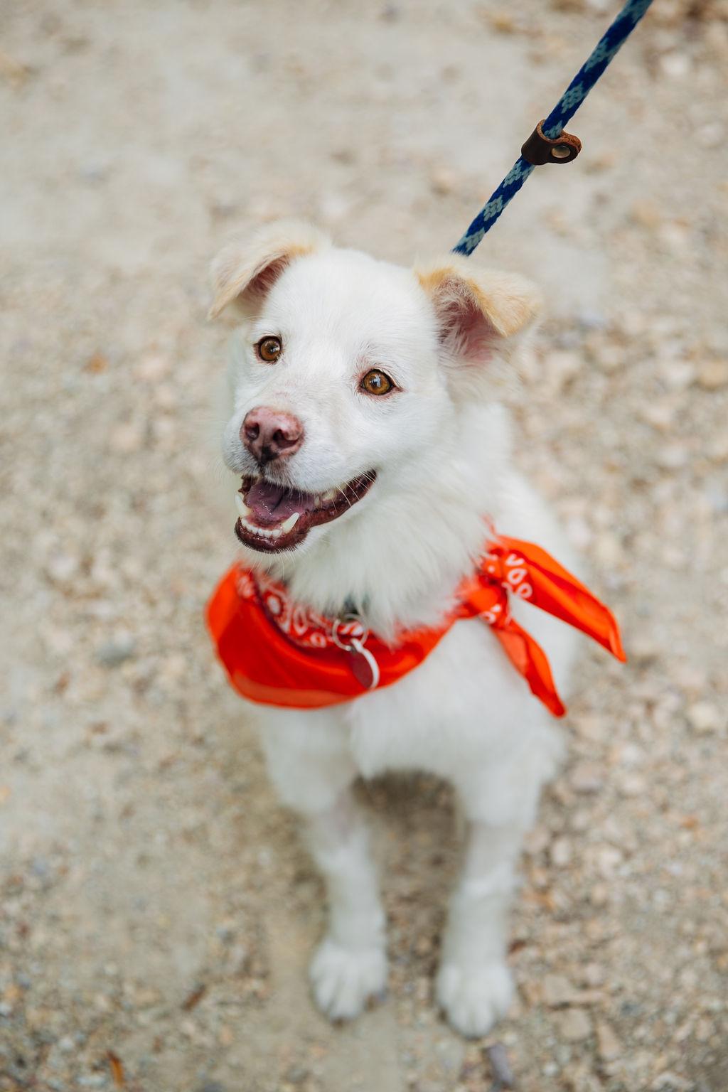 Stroopwafel, an adoptable Australian Shepherd, Pomsky in Los Angeles, CA, 90035 | Photo Image 4
