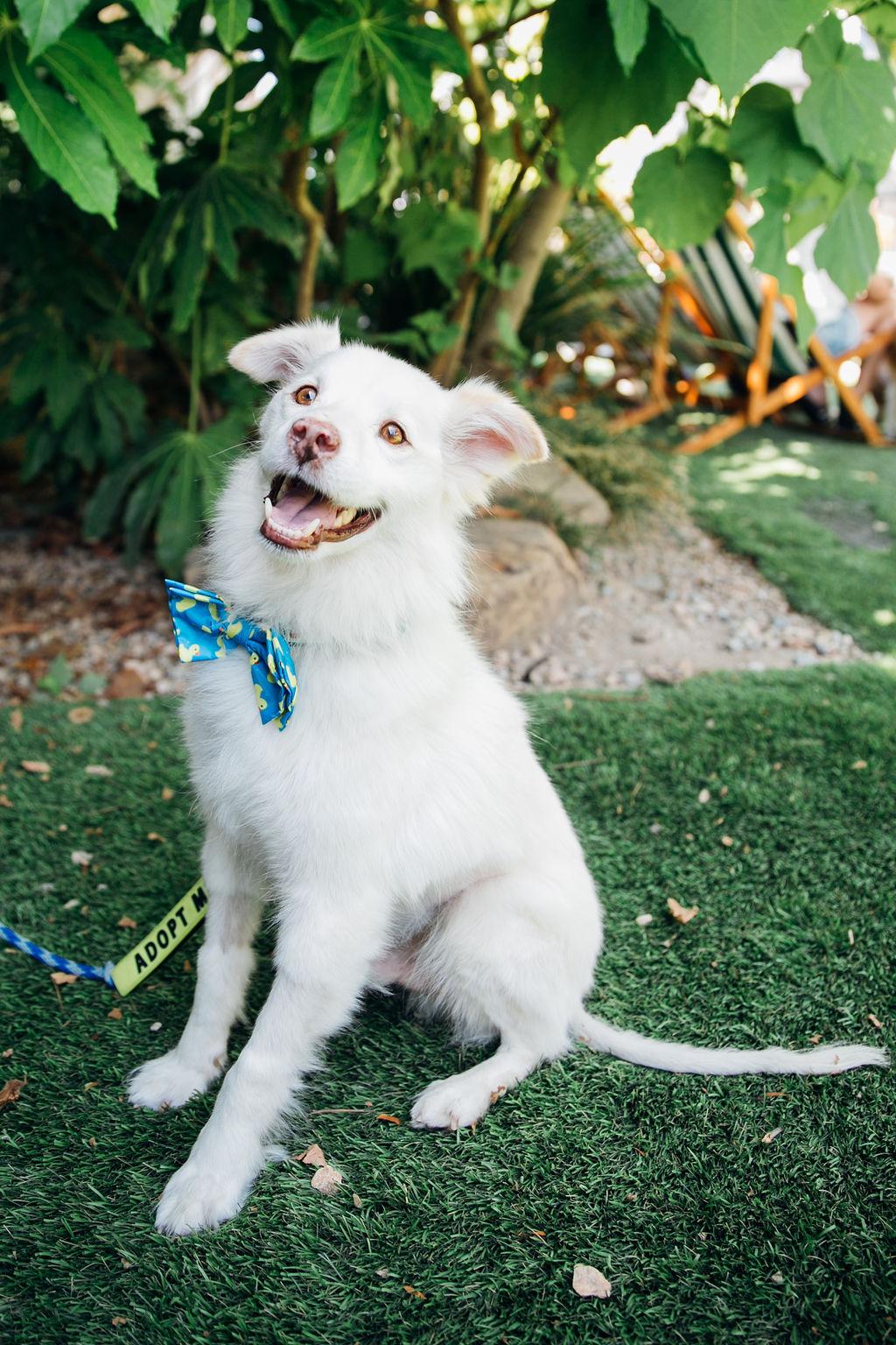 Stroopwafel thumbnail 5