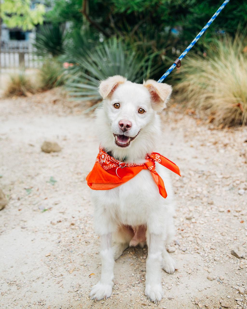 Hi Im Stroopwafel nice to meet you I am around 7 years old and weigh 22lbs up until recently life