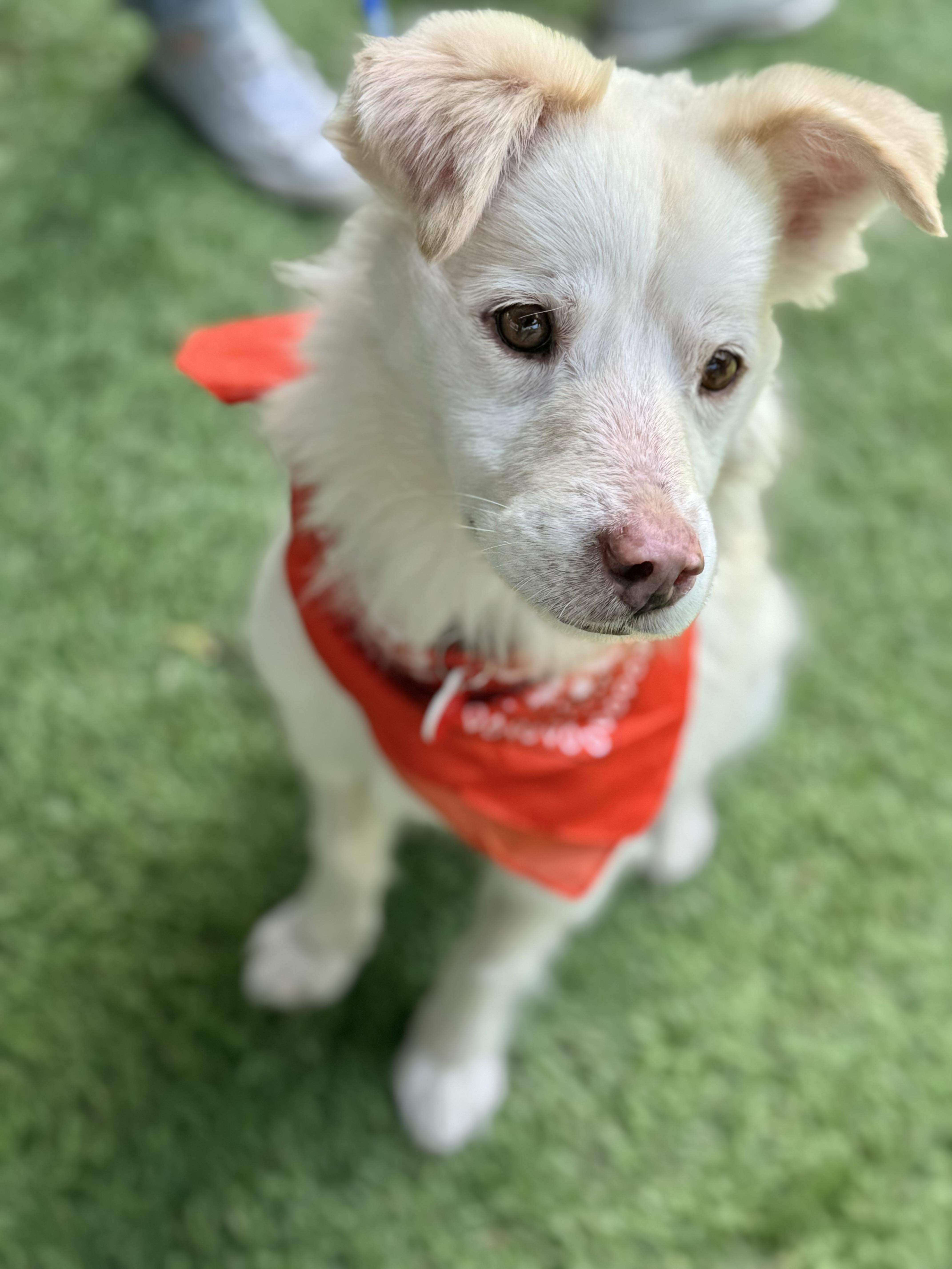 Stroopwafel, an adoptable Australian Shepherd, Pomsky in Los Angeles, CA, 90035 | Photo Image 2