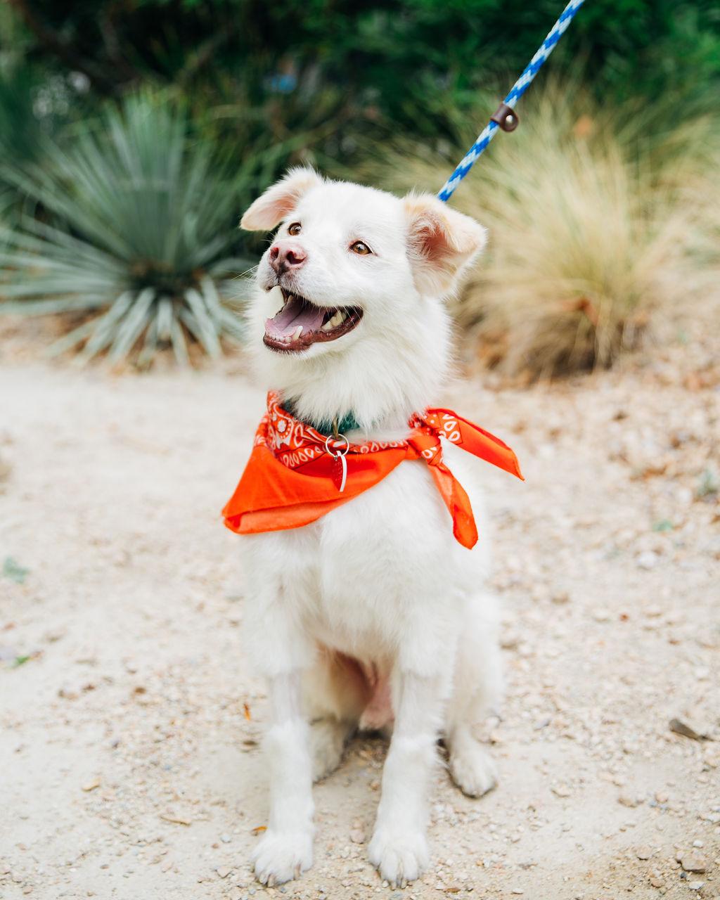 Stroopwafel, an adoptable Australian Shepherd, Pomsky in Los Angeles, CA, 90035 | Photo Image 1
