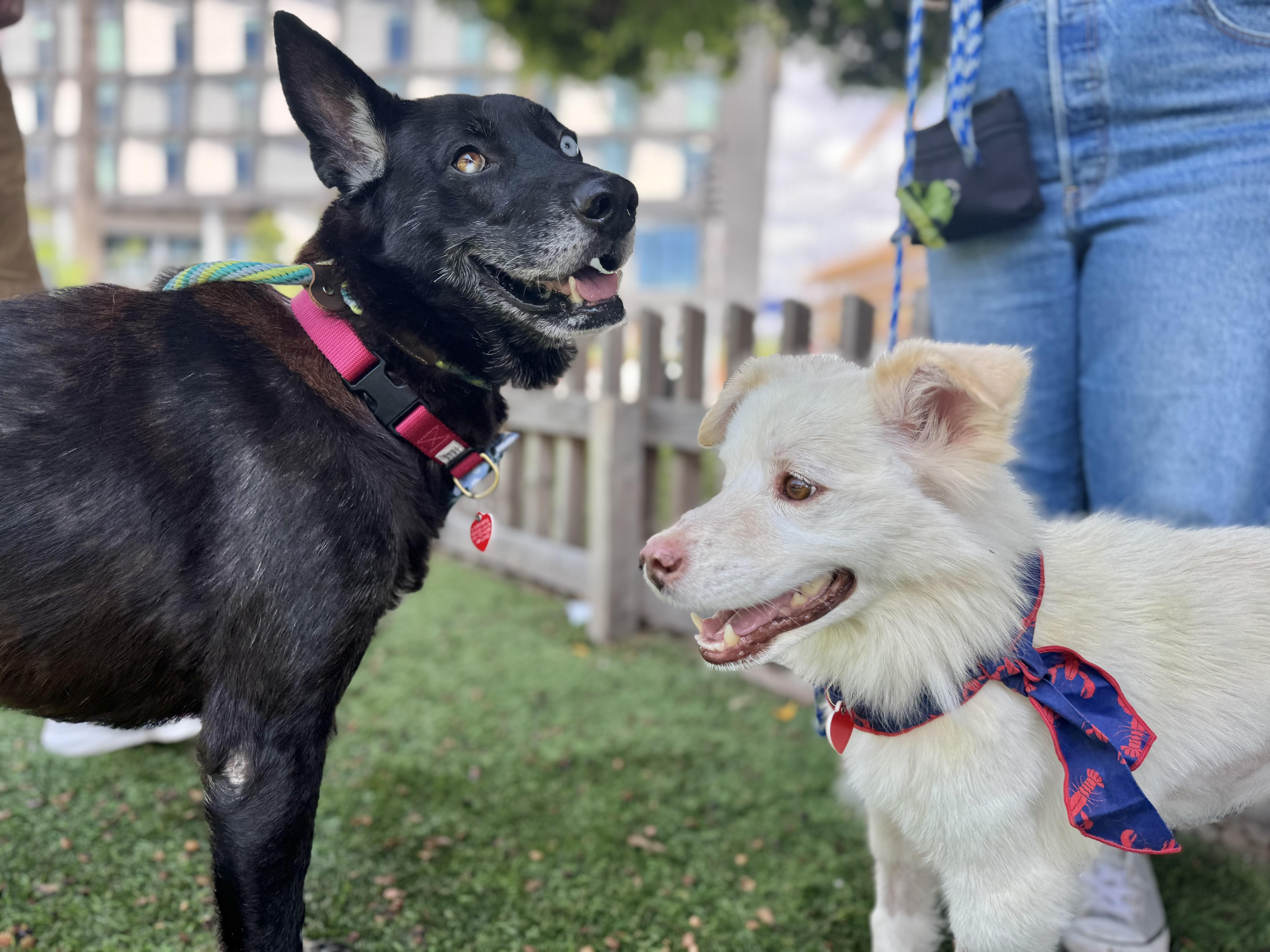 Stroopwafel thumbnail 3