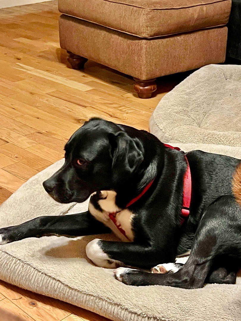 Gunner, Adoptable, Adult Male Boxer.