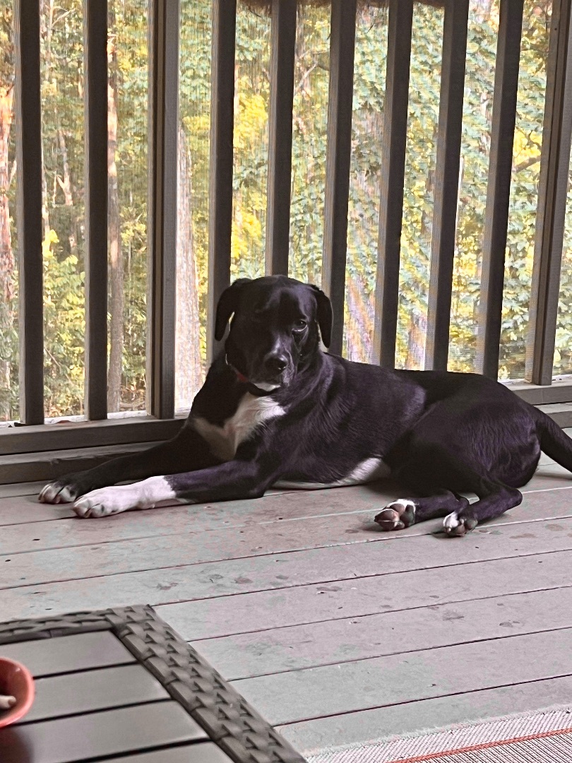 Gunner, an adoptable Boxer in Eureka , MO, 63025 | Photo Image 2