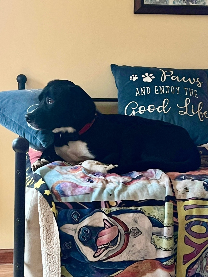 Gunner, a Adoptable mixed breed in Eureka , MO image 3/4