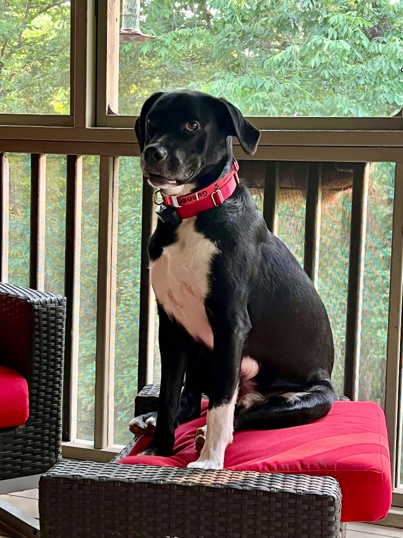 Gunner, a Adoptable mixed breed in Eureka , MO image 4/4