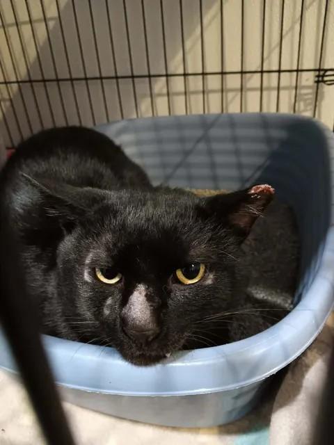 Ghoul, Adoptable, Adult Male Domestic Short Hair.