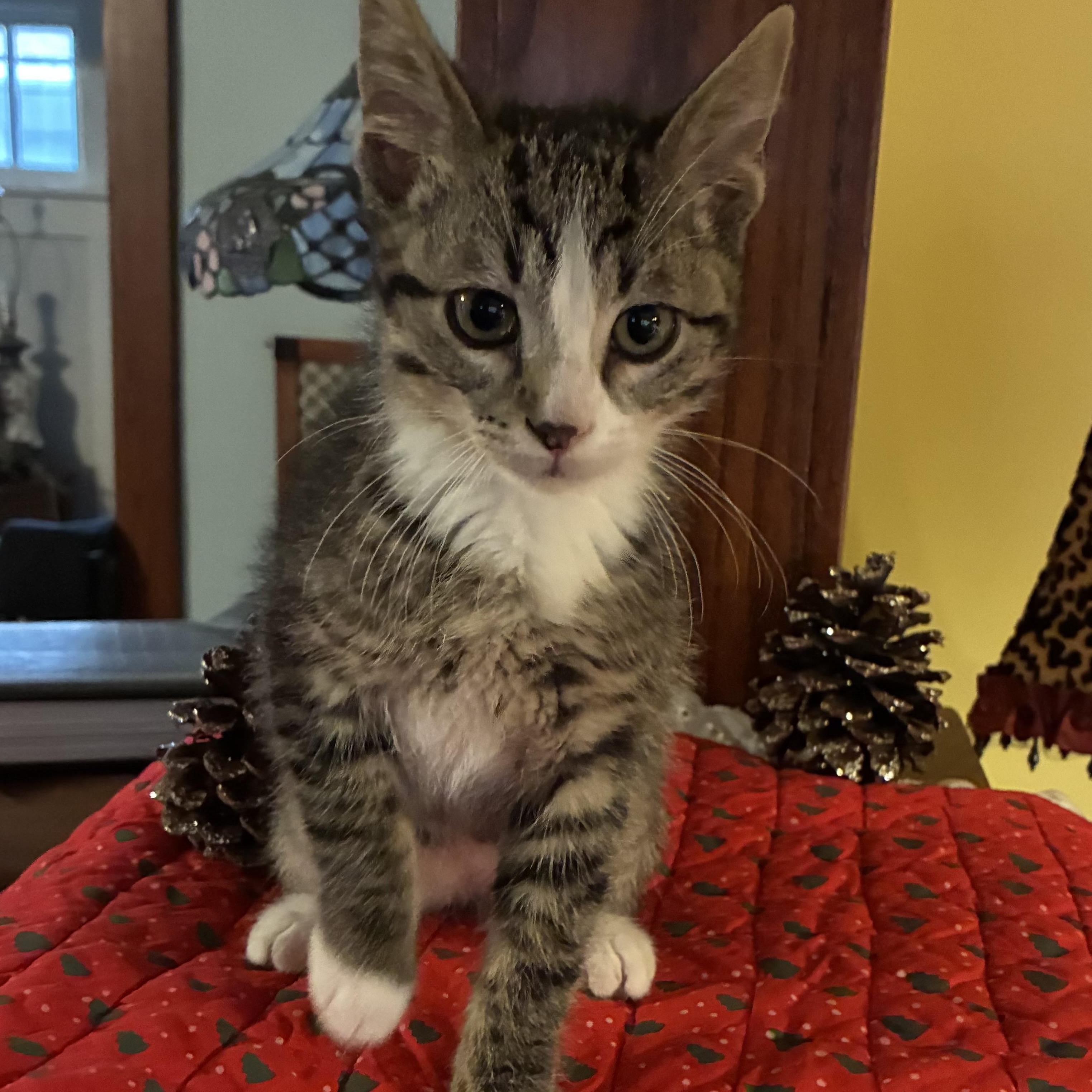 Enlarge Roscoe, a Adoptable Domestic Short Hair in Peoria, IL image 1/1