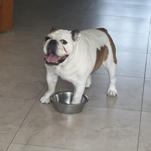 Enlarge Thor, a Adoptable English Bulldog in Plantation, FL image 4/5