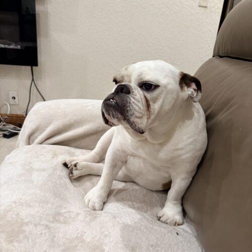 Enlarge Thor, a Adoptable English Bulldog in Plantation, FL image 5/5