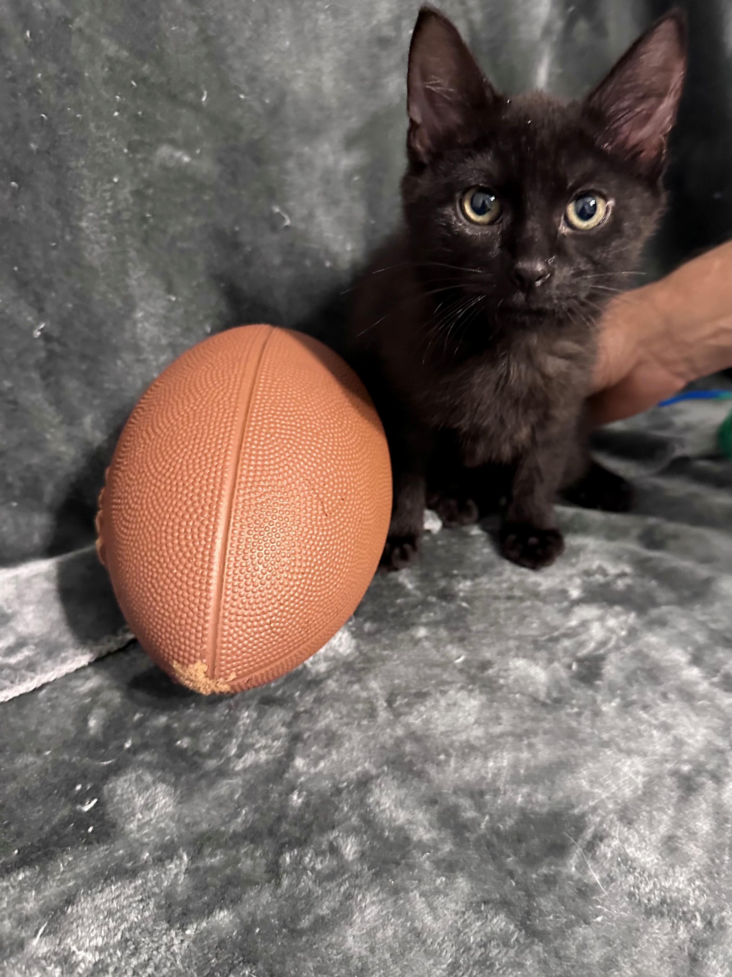 Travis, Kelce, Jason and Taylor, Adoptable, Kitten Male Domestic Short Hair.