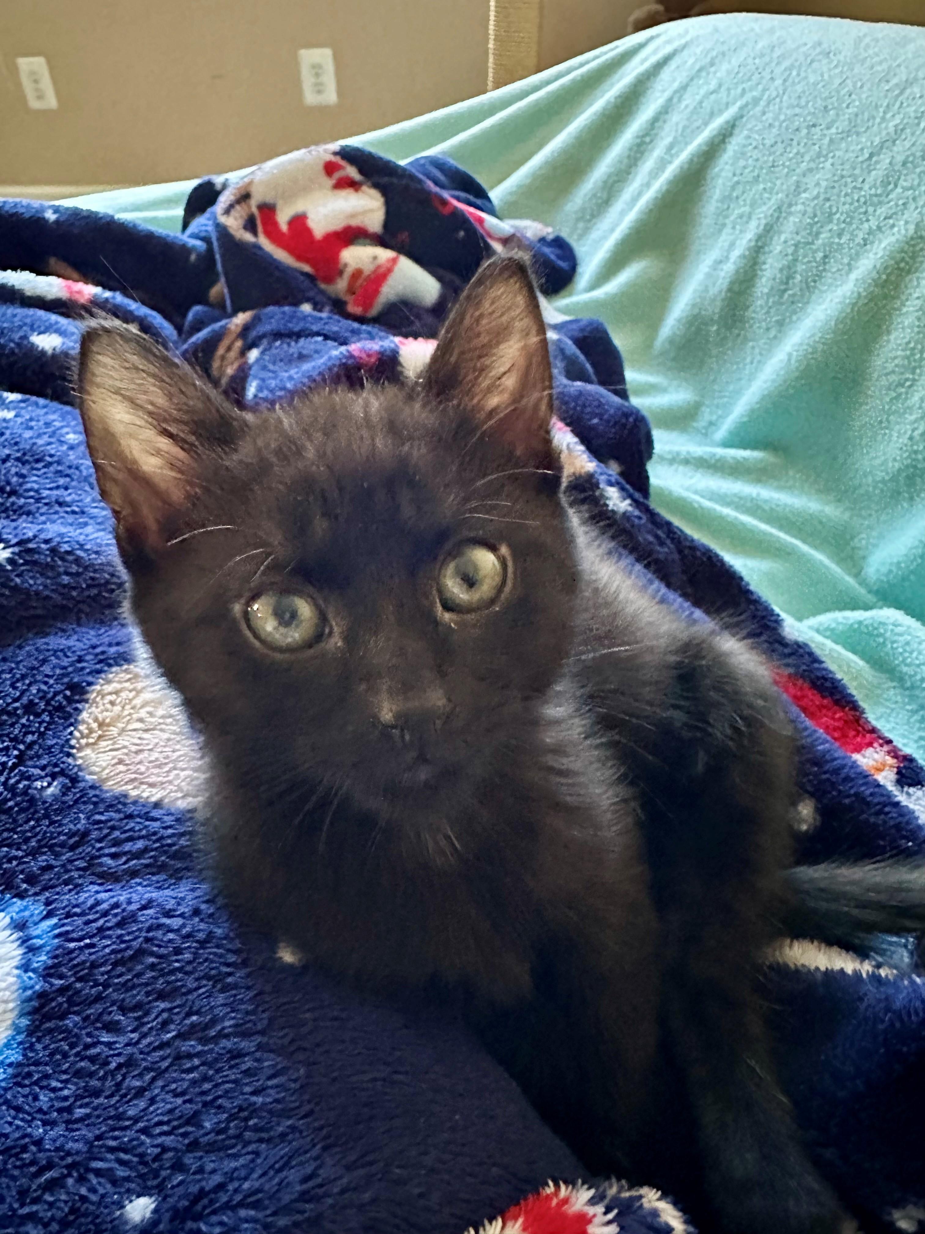 Travis, Kelce, Jason and Taylor, a Adoptable Domestic Short Hair in Clayton, NJ image 2/6