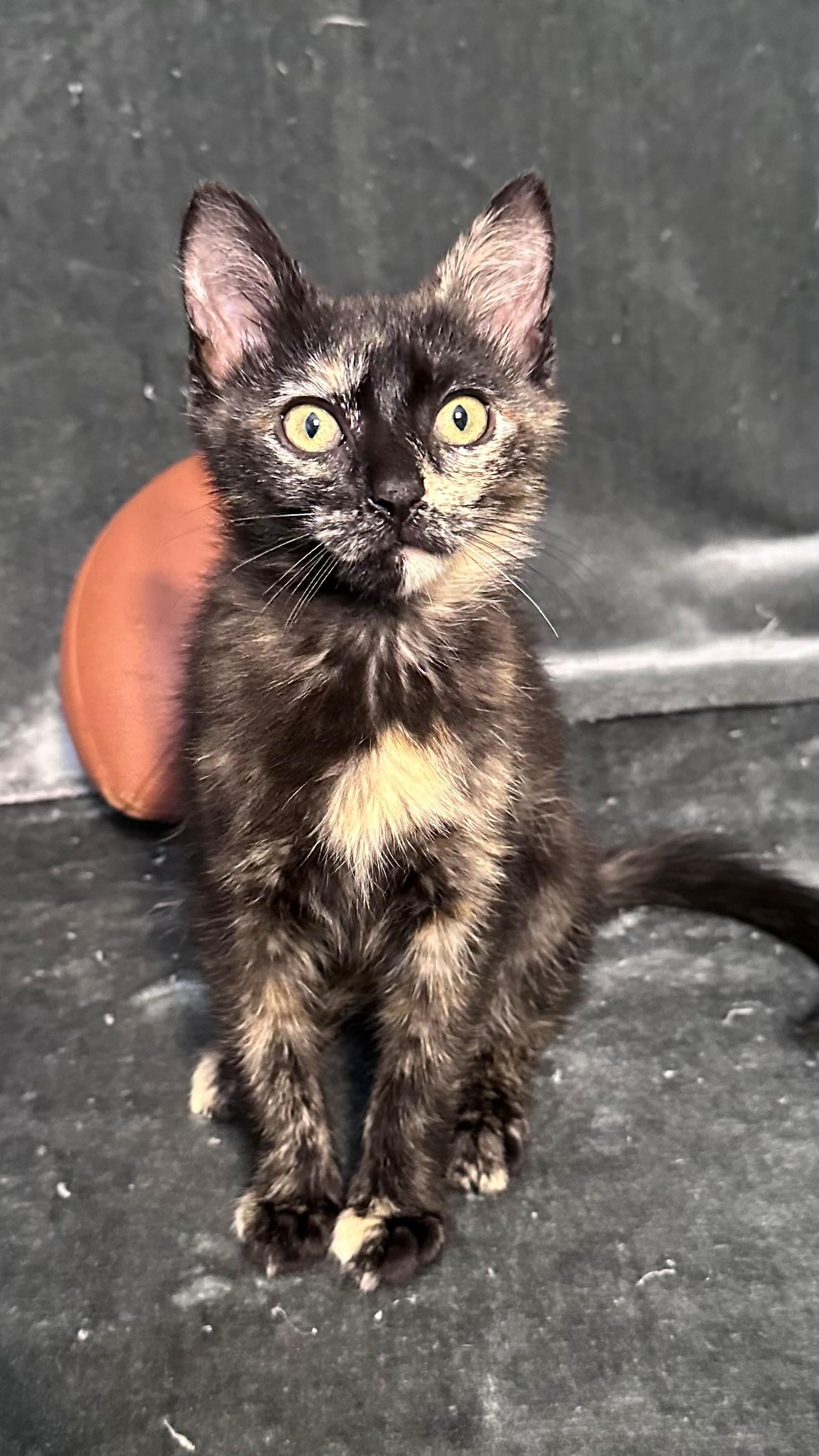 Travis, Kelce, Jason and Taylor, a Adoptable Domestic Short Hair in Clayton, NJ image 3/6