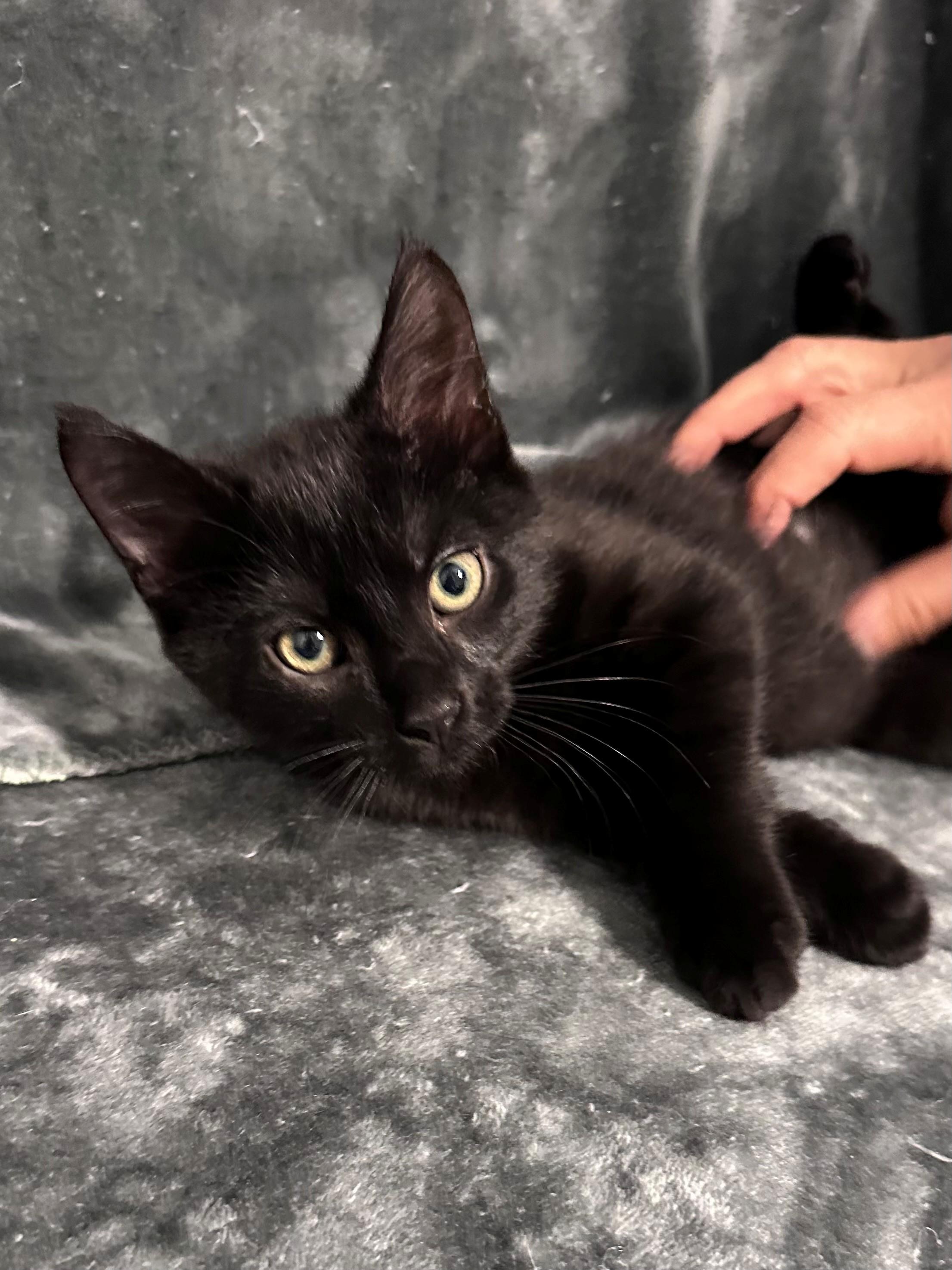 Travis, Kelce, Jason and Taylor, a Adoptable Domestic Short Hair in Clayton, NJ image 4/6