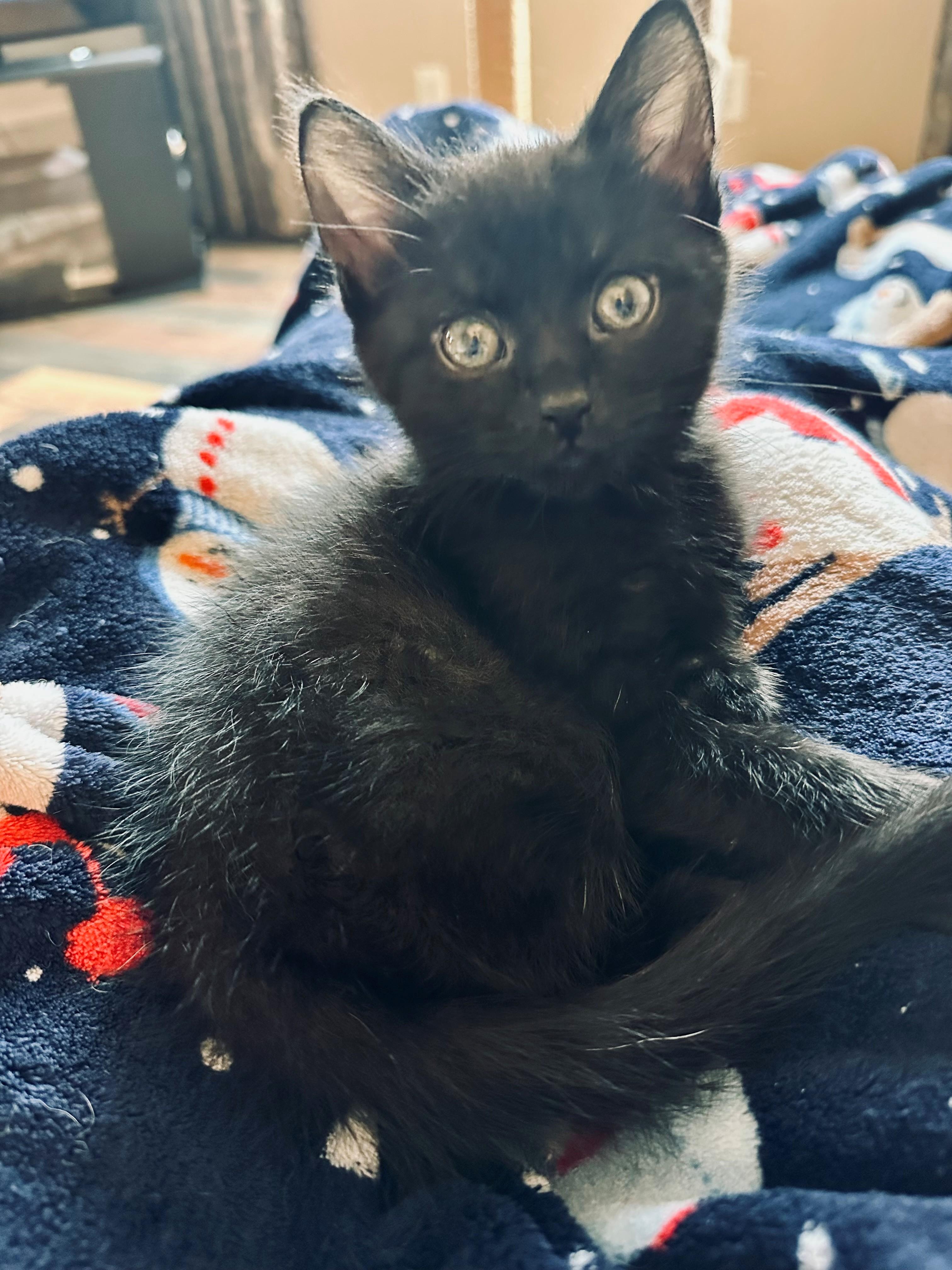 Travis, Kelce, Jason and Taylor, a Adoptable Domestic Short Hair in Clayton, NJ image 5/6