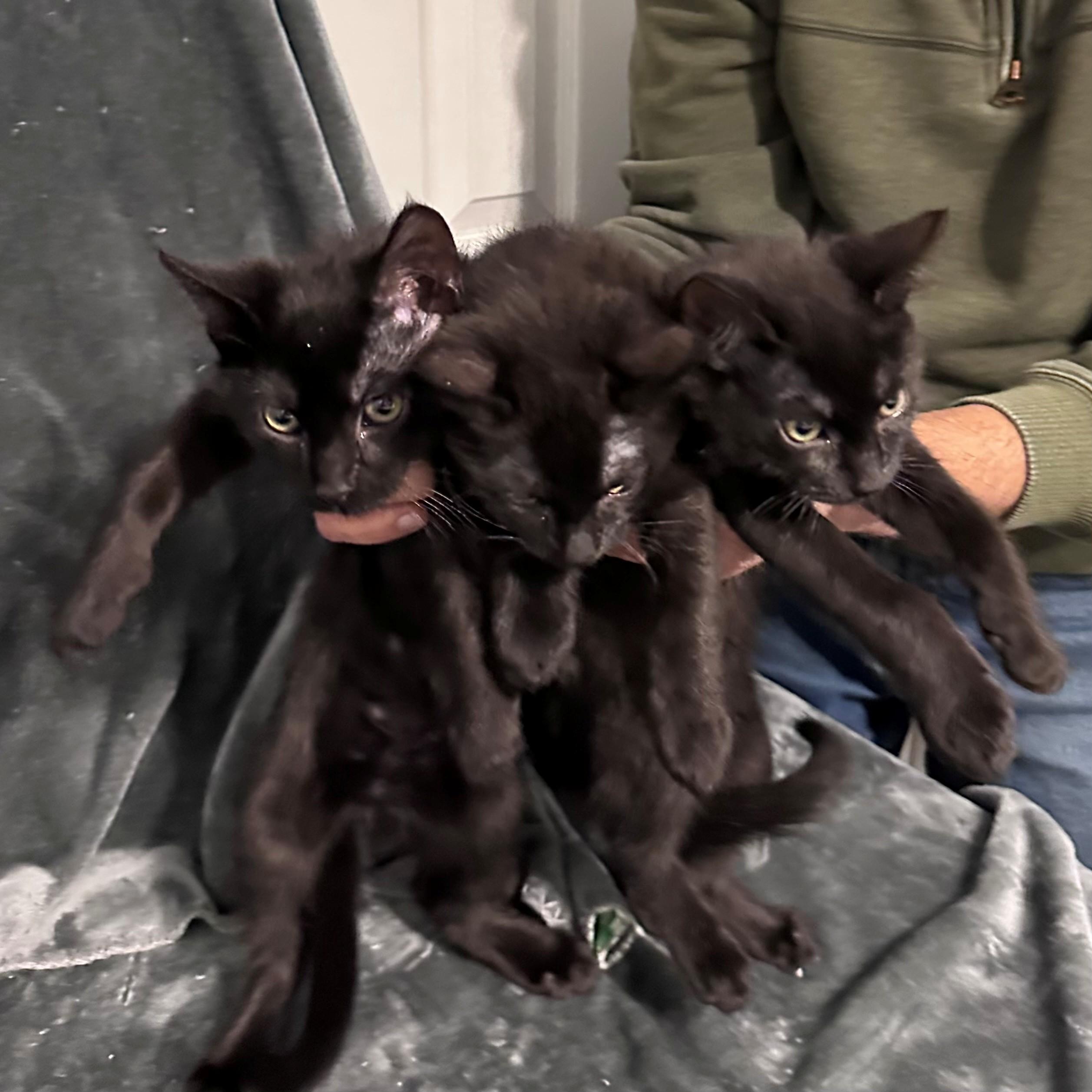 Travis, Kelce, Jason and Taylor, a Adoptable Domestic Short Hair in Clayton, NJ image 6/6