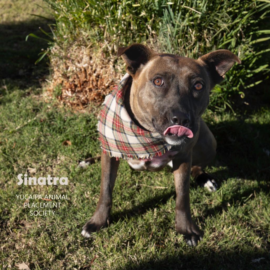 Sinatra, a Adoptable mixed breed in Yucaipa, CA image 1/5